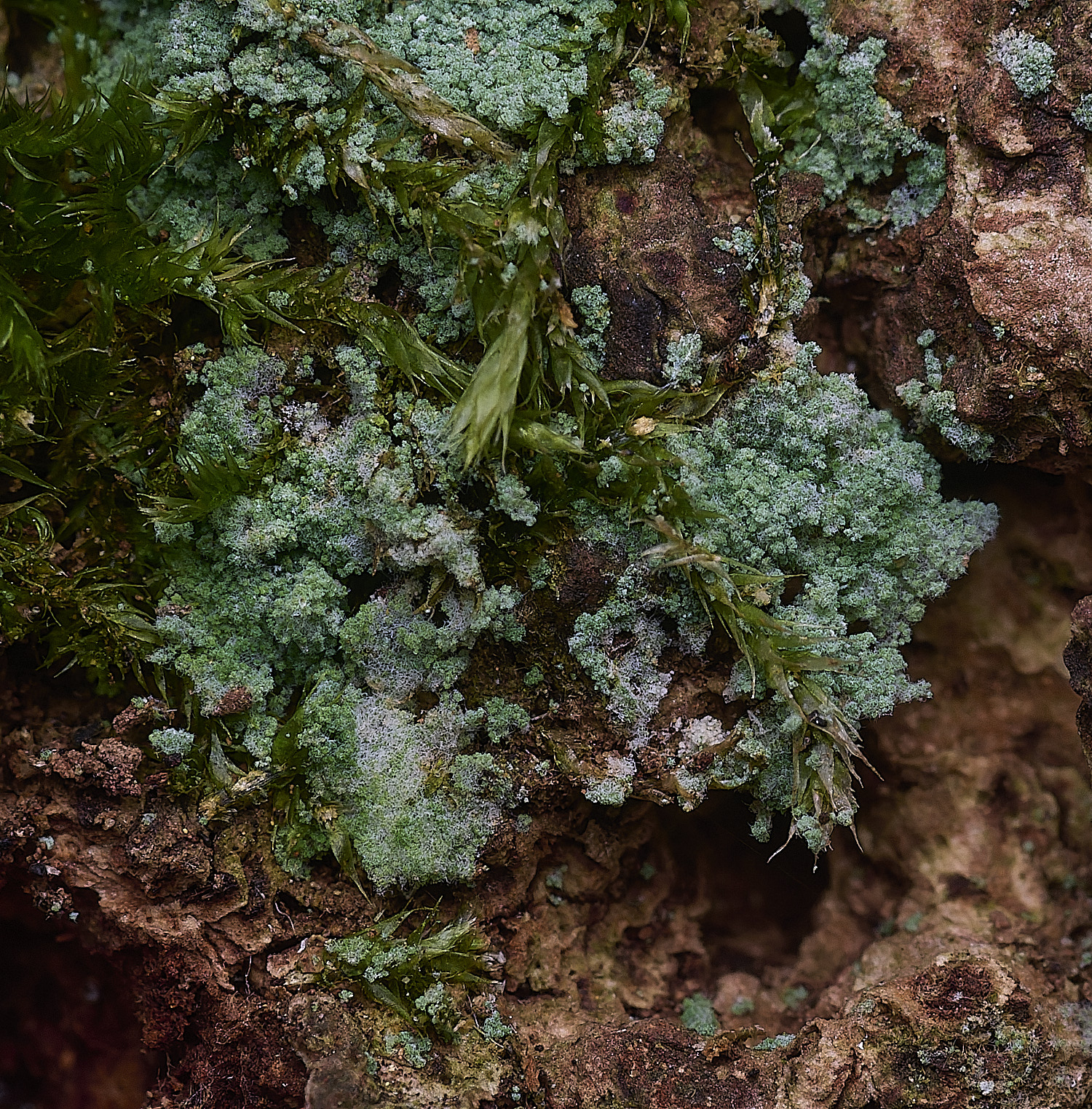 ThursfordWoodLichenSp2050925-1