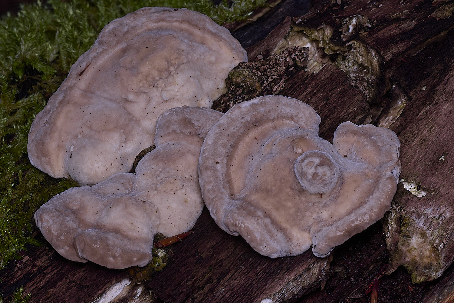 ThursfordWoodLumpyBracket050925-1