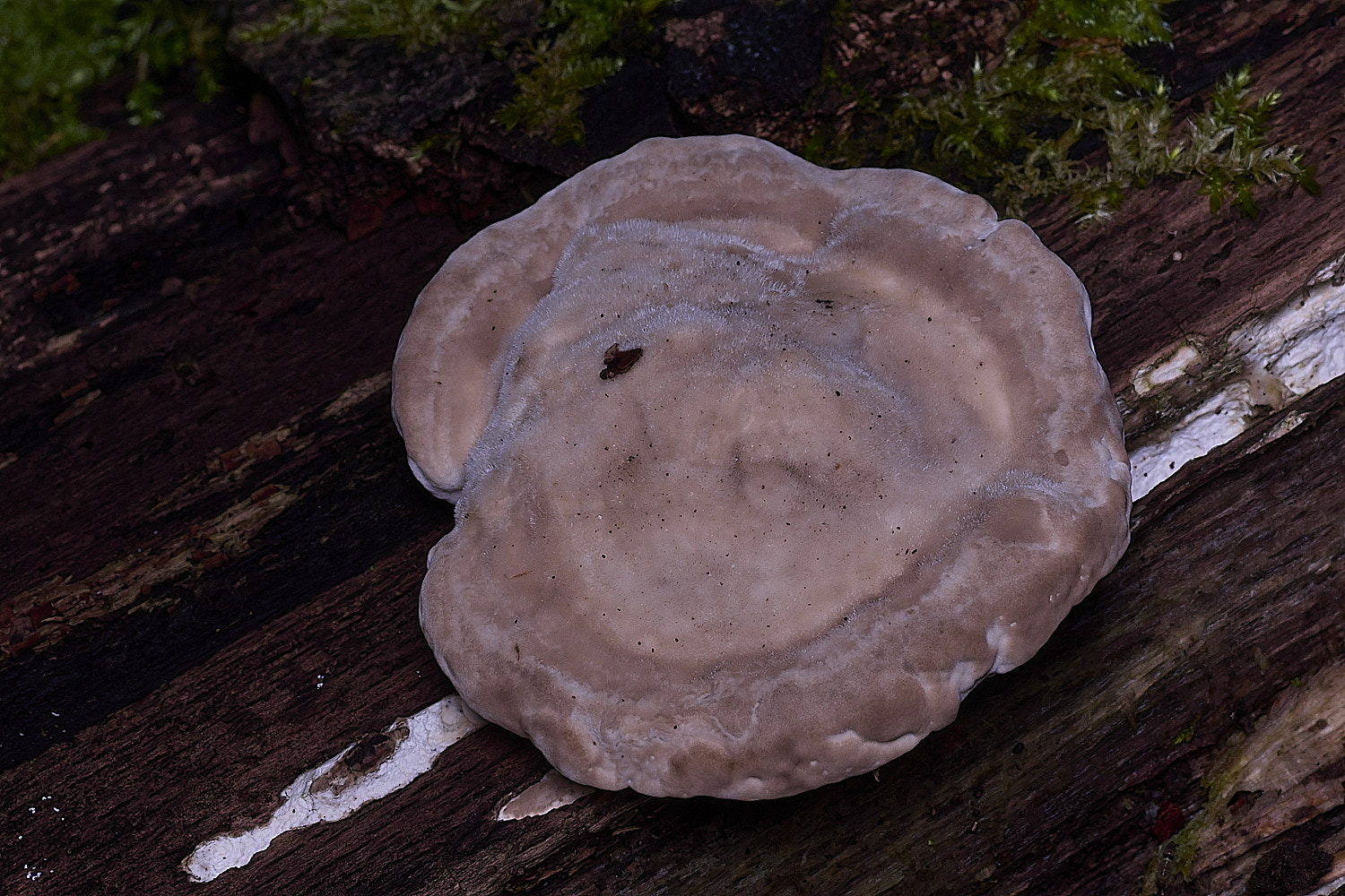 ThursfordWoodLumpyBracket050925-2