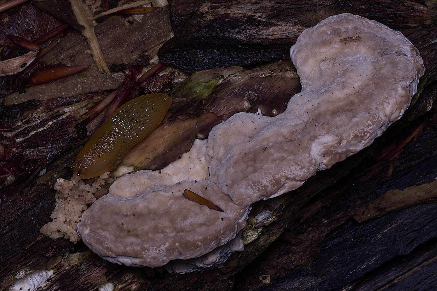 ThursfordWoodLumpyBracket050925-3