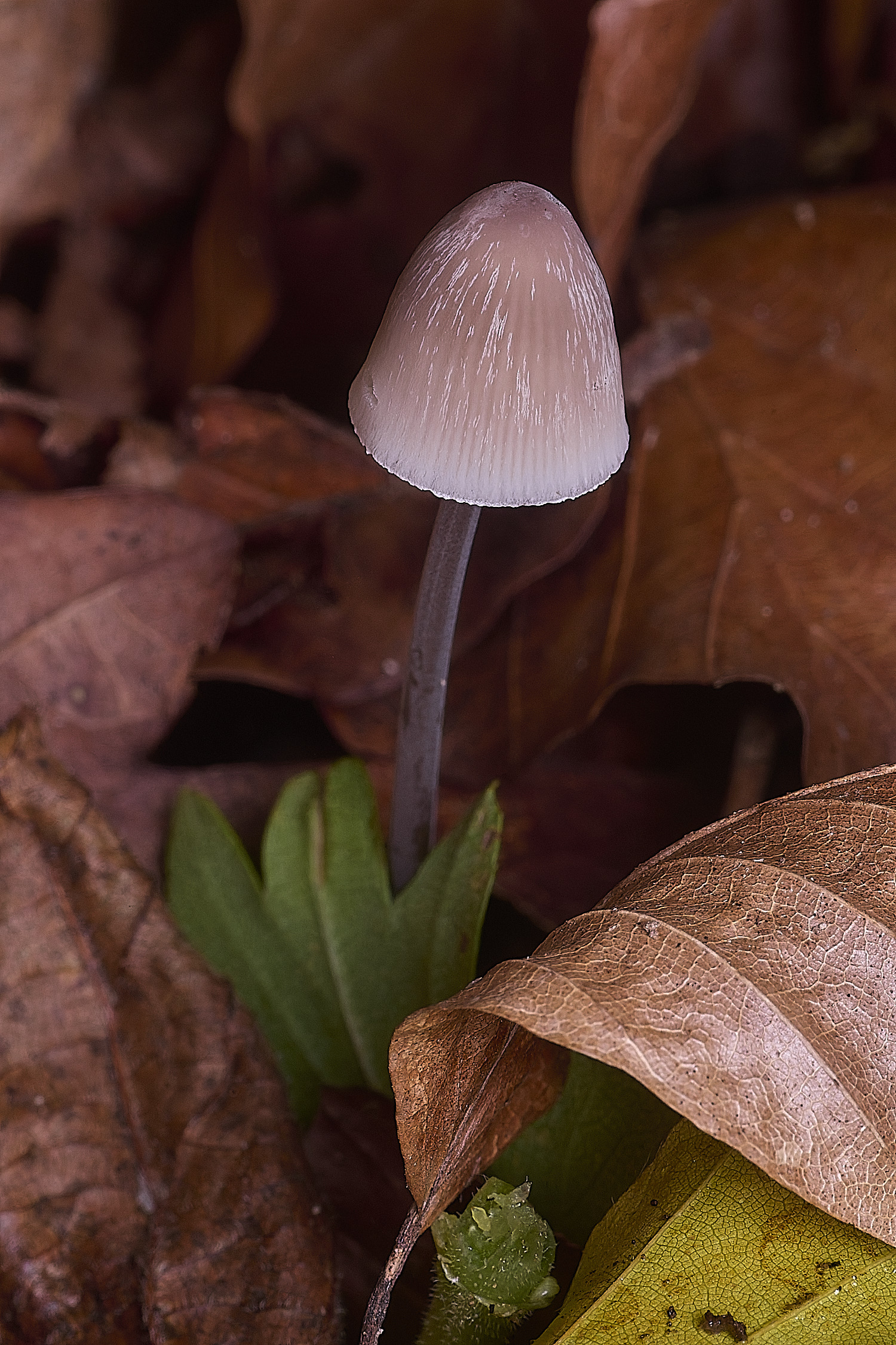 ThursfordWoodMycena050925-1