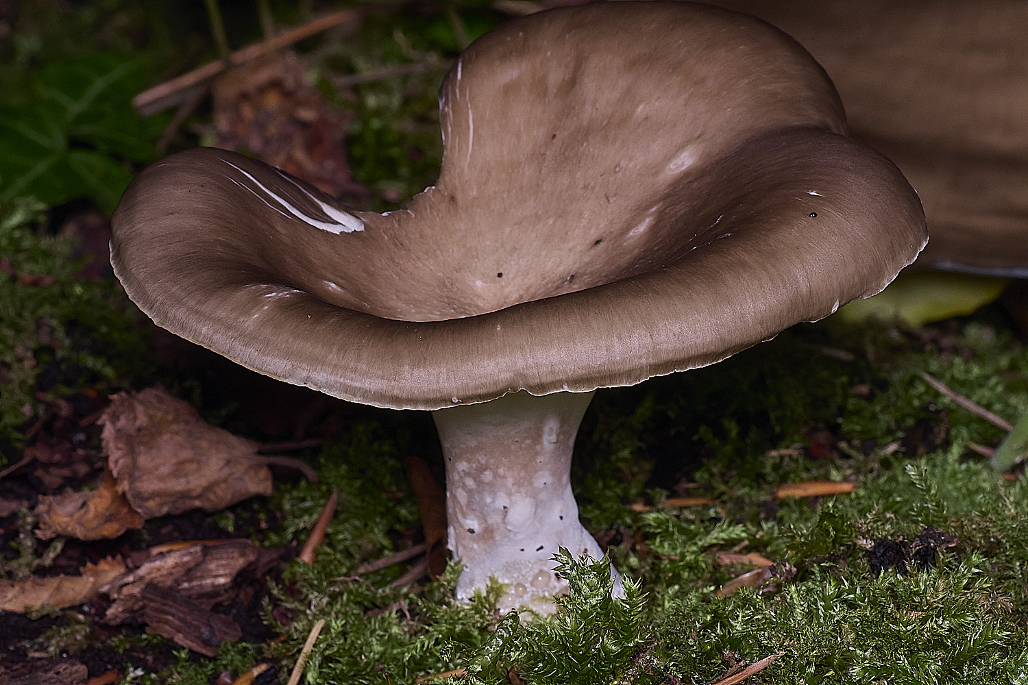 ThursfordWoodOyster050925-1