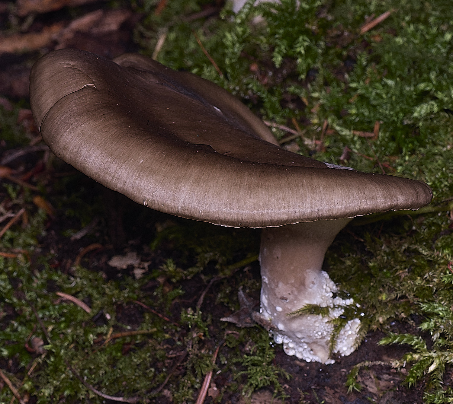 ThursfordWoodOyster050925-2