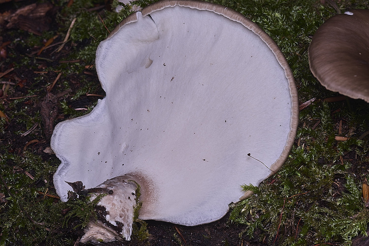 ThursfordWoodOyster050925-3