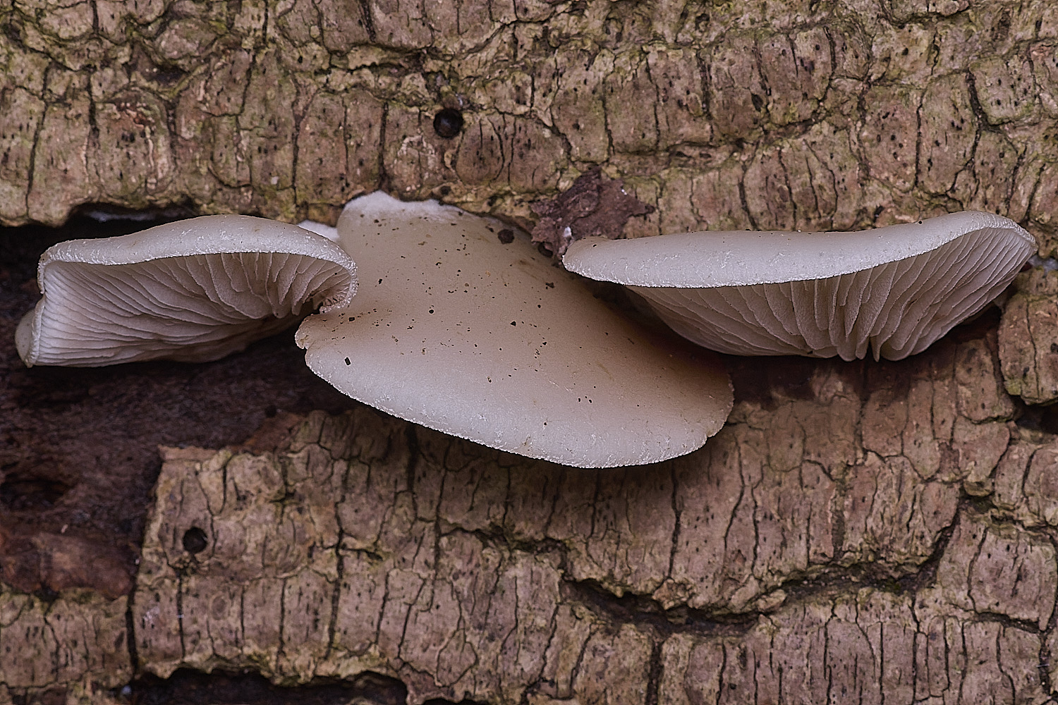 ThursfordWoodPeelingOysterling050925-1