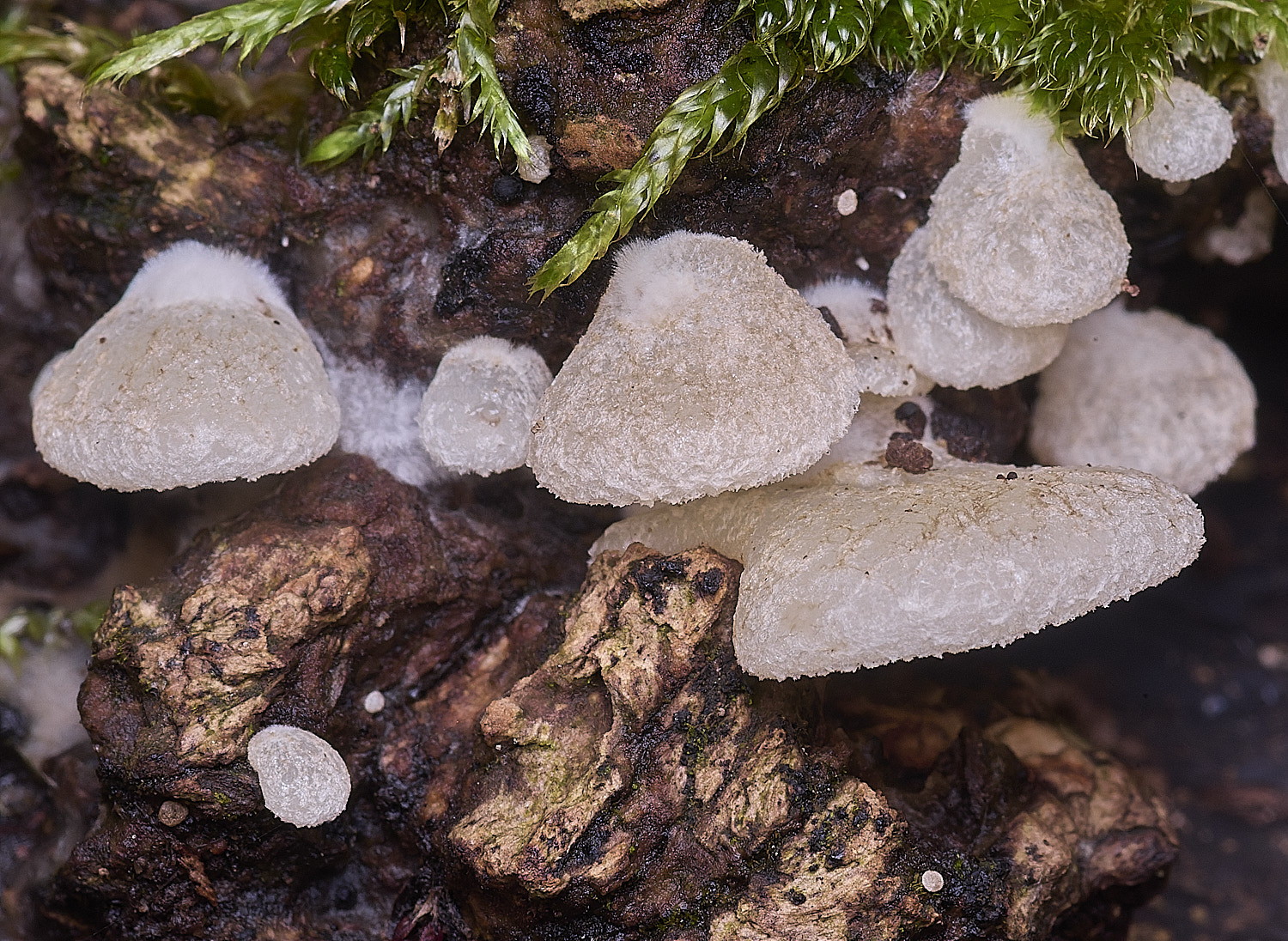 ThursfordWoodPeelingOysterling050925-2