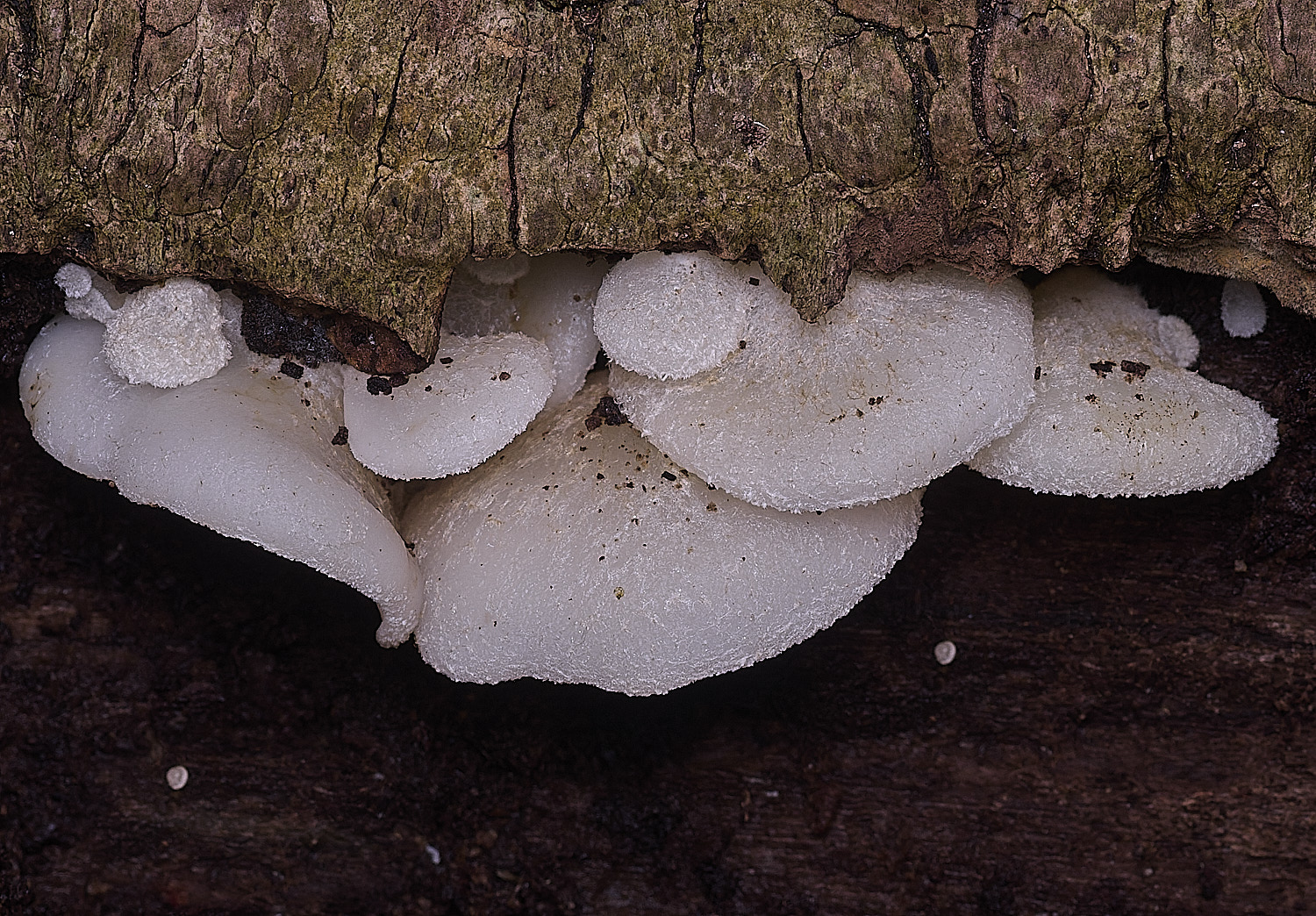 ThursfordWoodPeelingOysterling050925-3