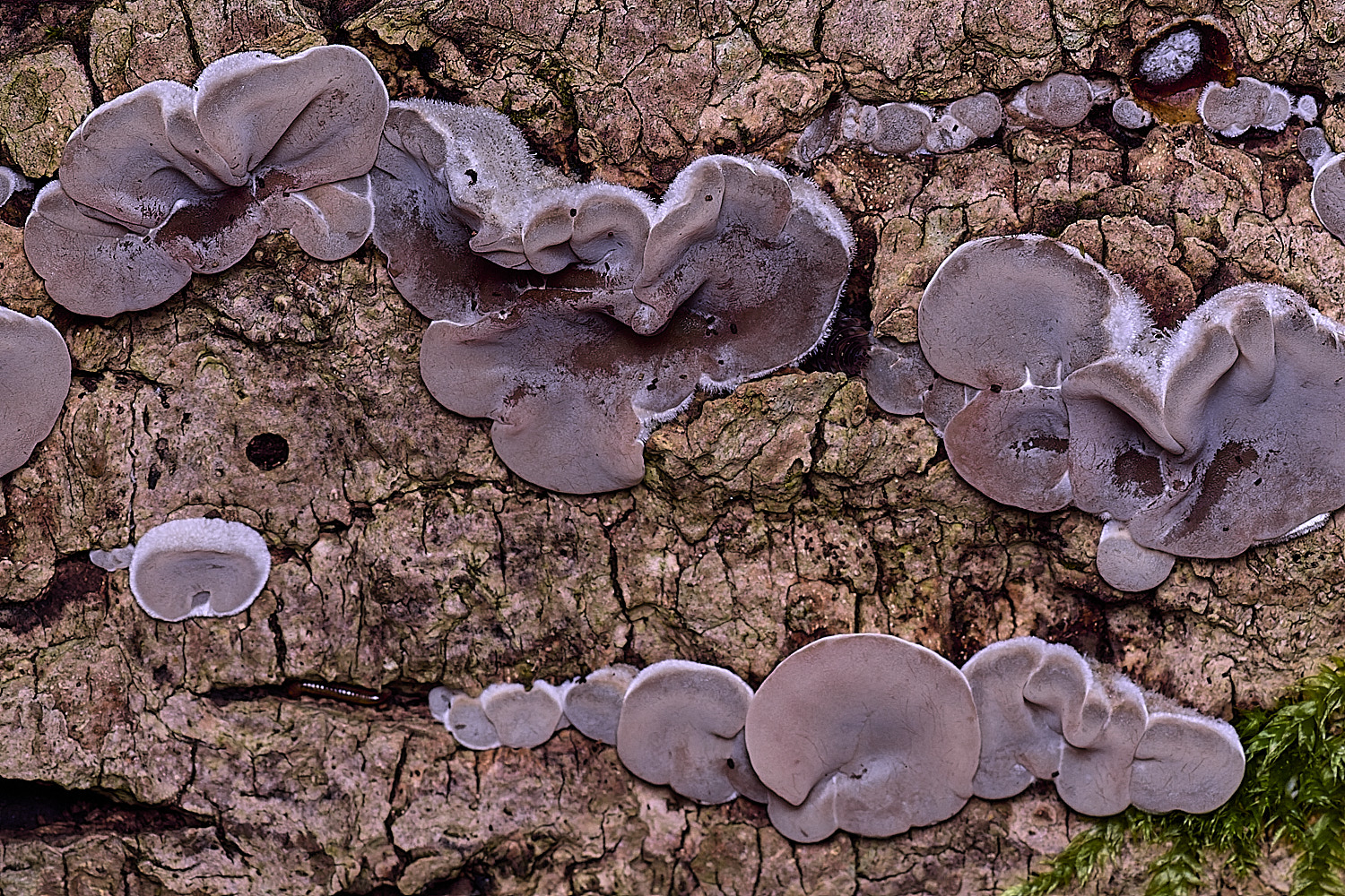 ThursfordWoodTripe050925-1