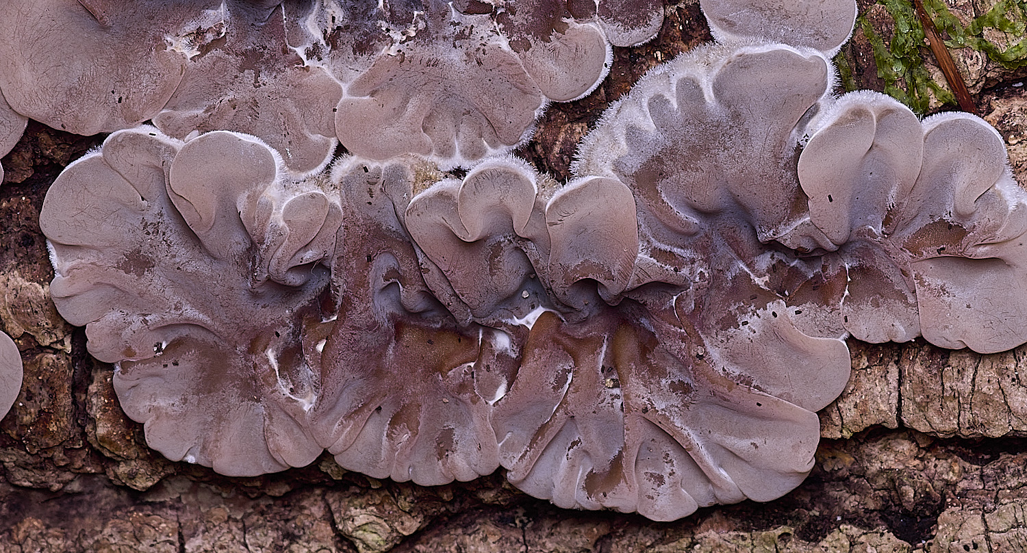 ThursfordWoodTripe050925-2