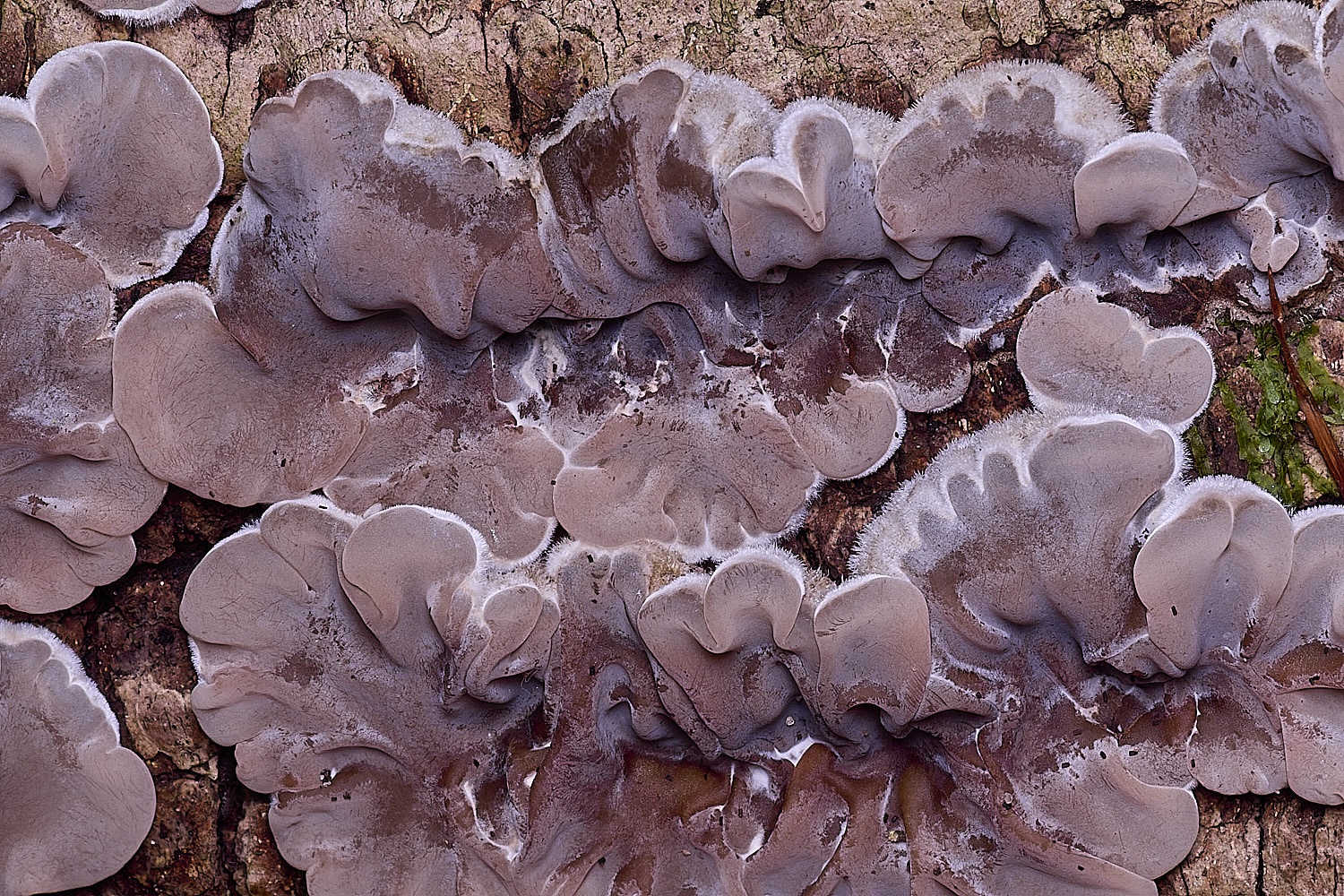 ThursfordWoodTripe050925-3