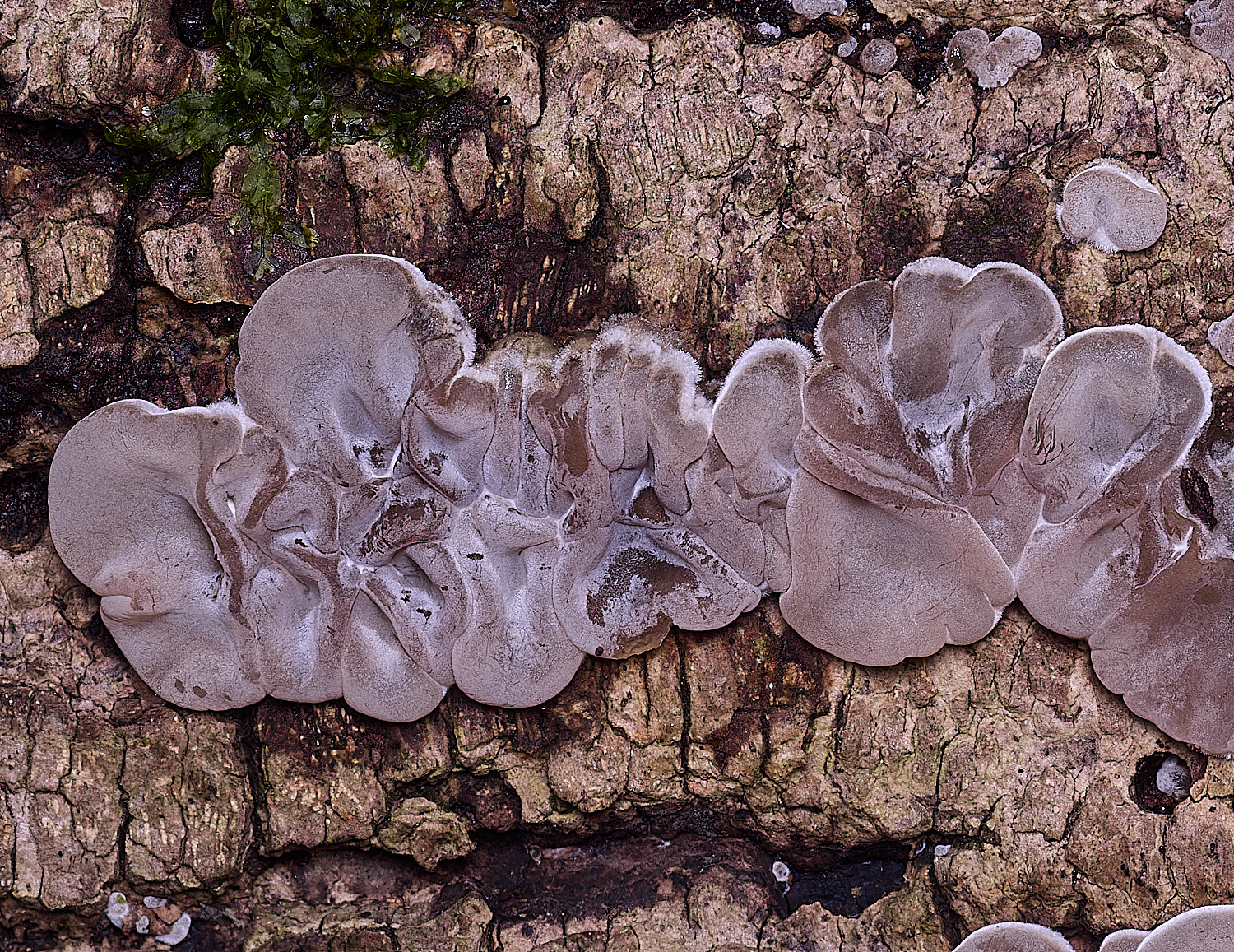 ThursfordWoodTripe050925-4