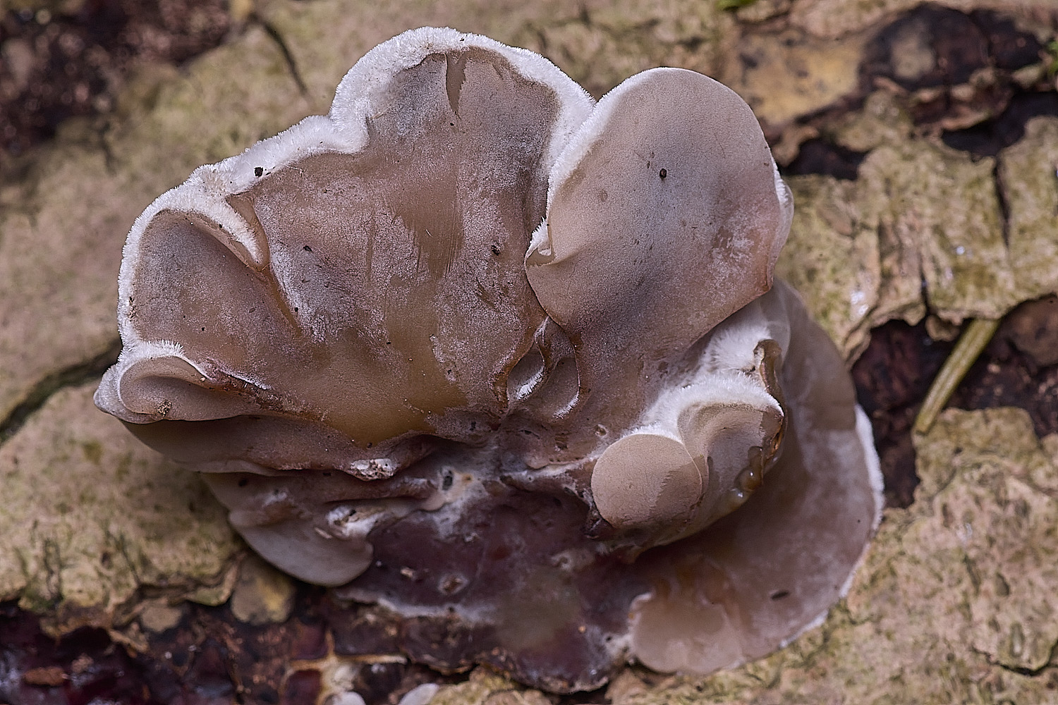 ThursfordWoodTripe050925-5