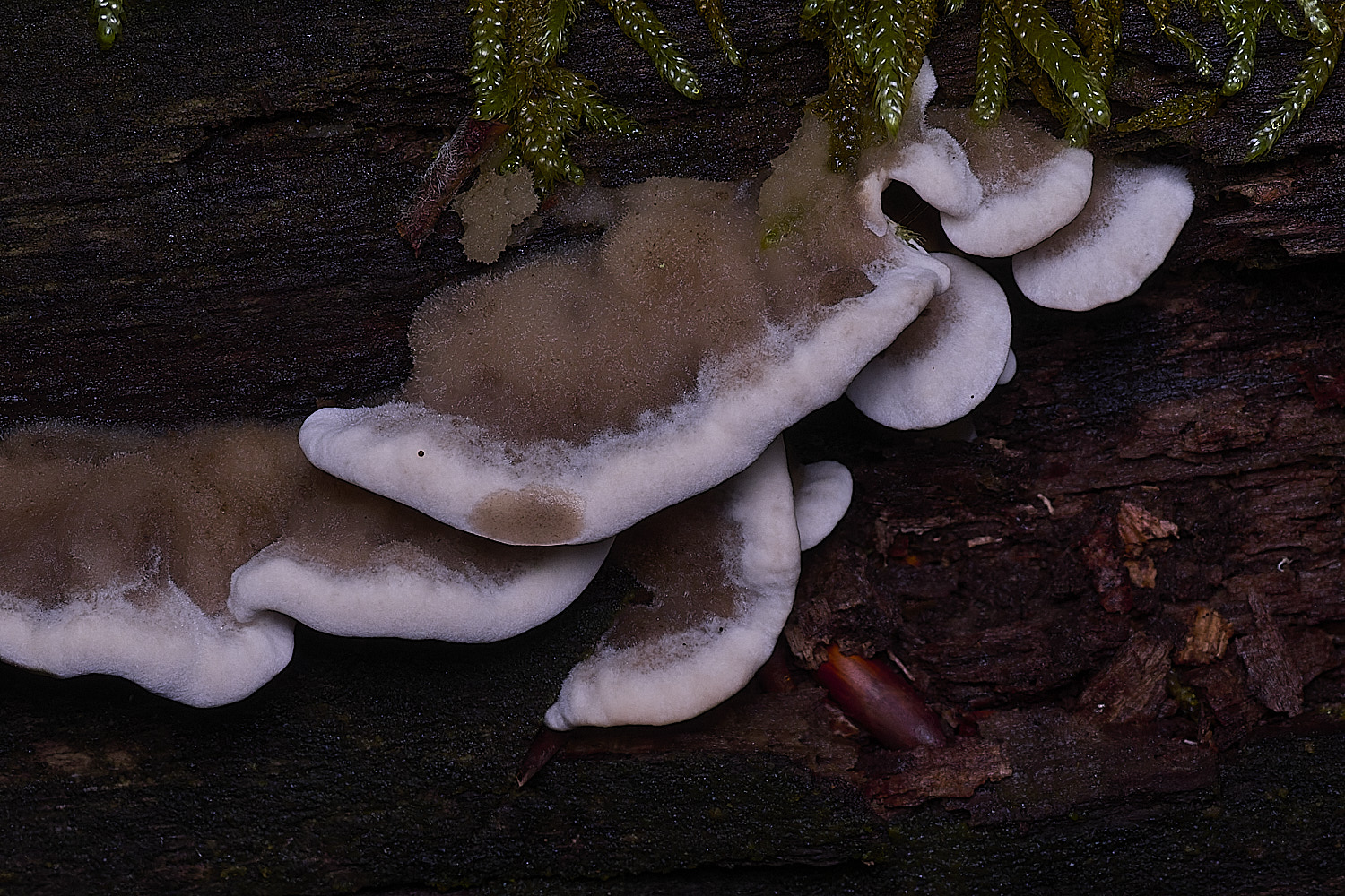 ThursfordWoodWhite050925-1