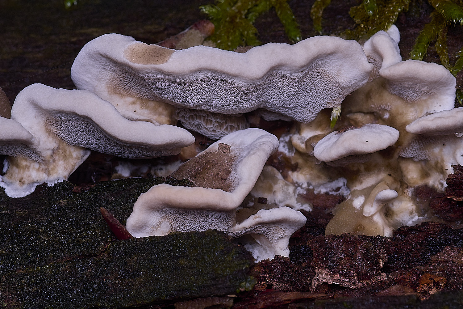 ThursfordWoodWhite050925-2