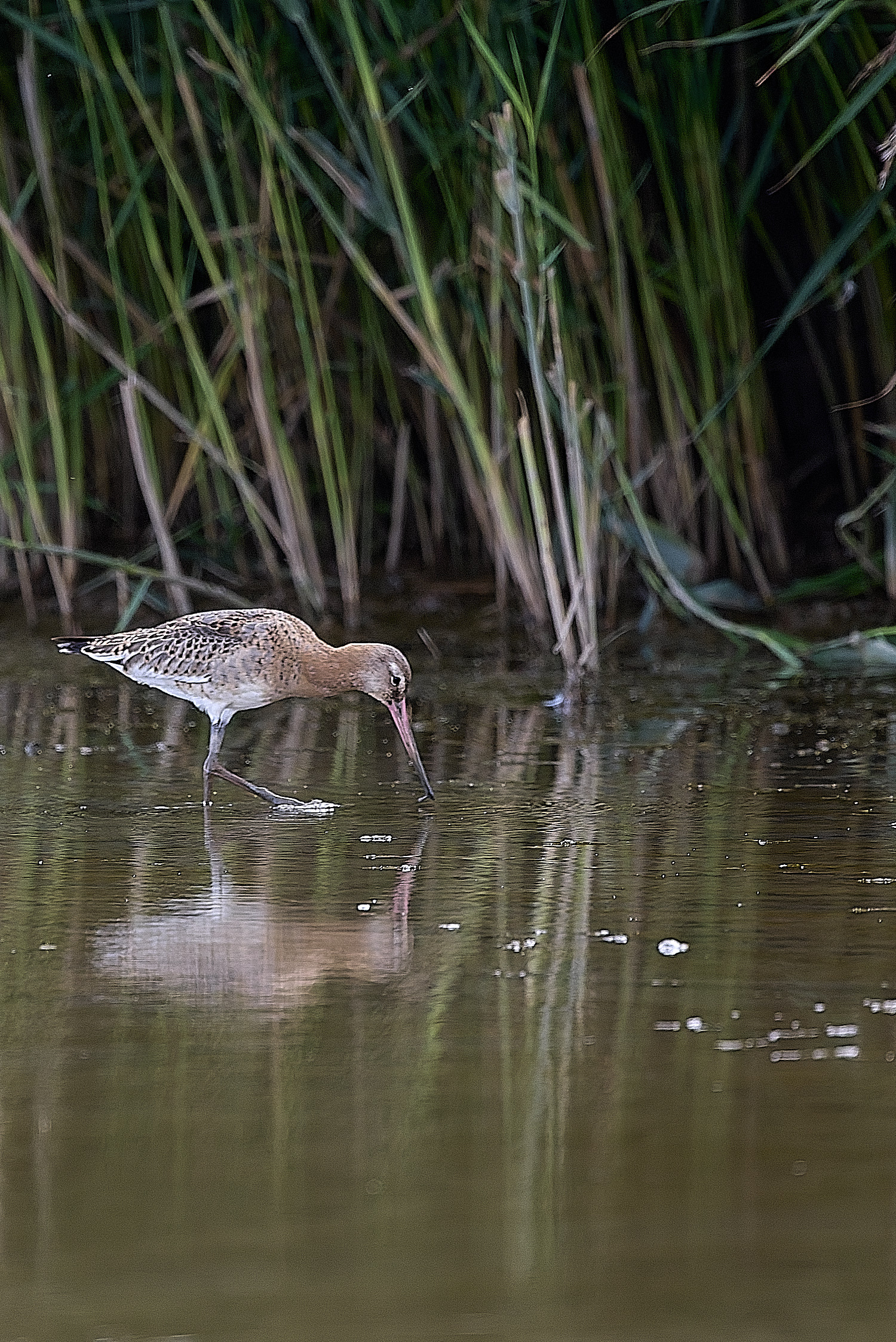 TitchwellBartailedGodwit180925-1 1
