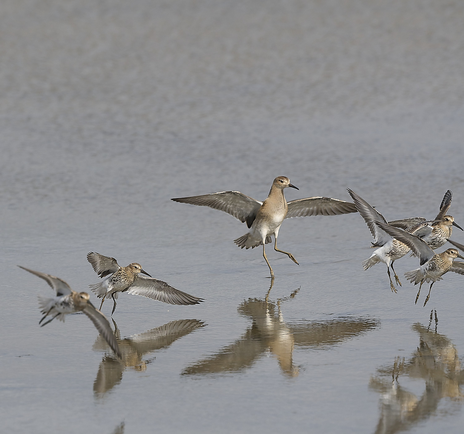 TitchwellCurlewSandpiper80925-1
