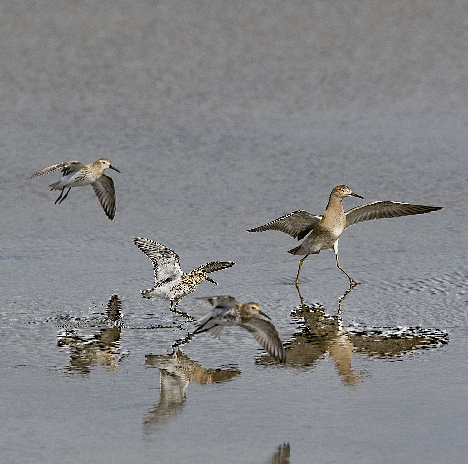 TitchwellCurlewSandpiper80925-2