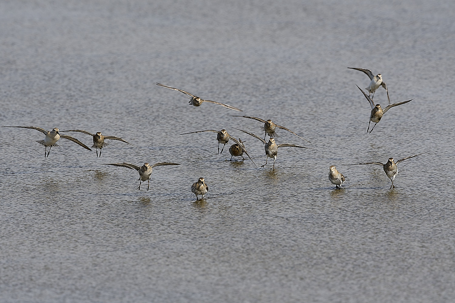 TitchwellDunlin80925-1