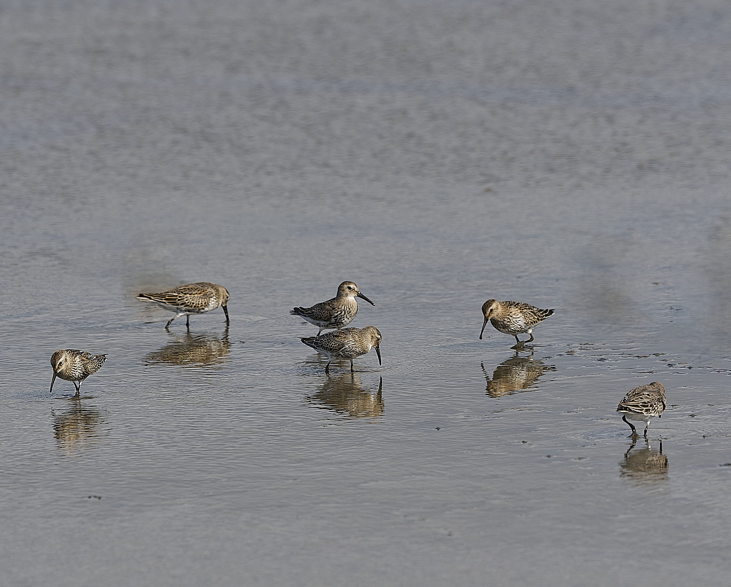 TitchwellDunlin80925-2