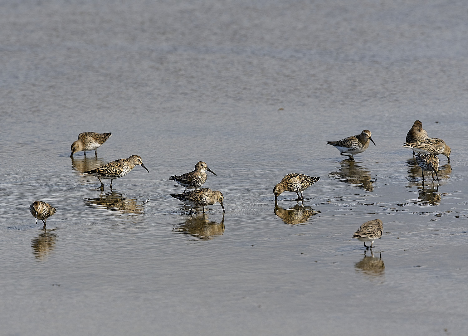 TitchwellDunlin80925-3