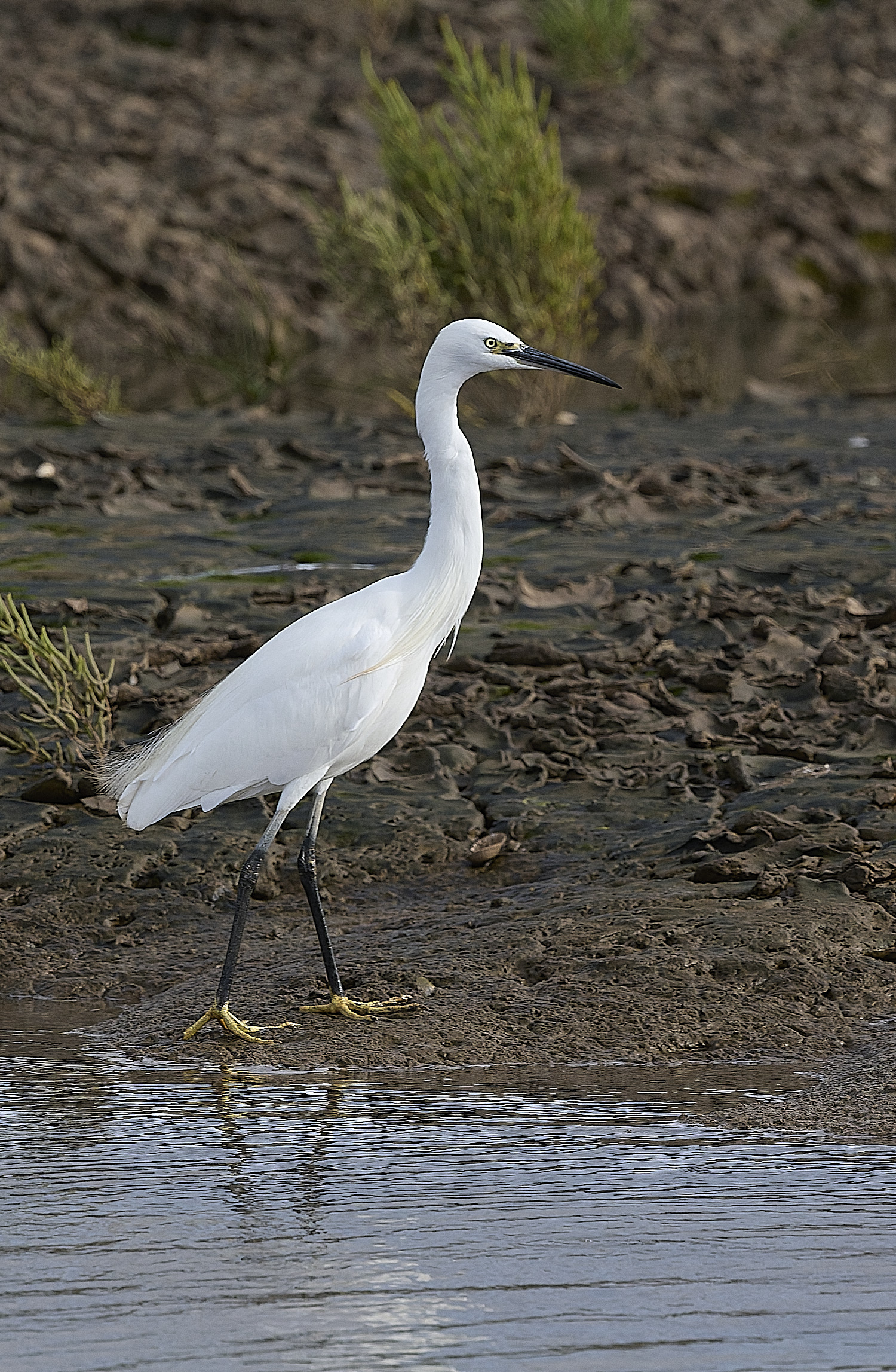 TitchwellLittleEgret180925-1