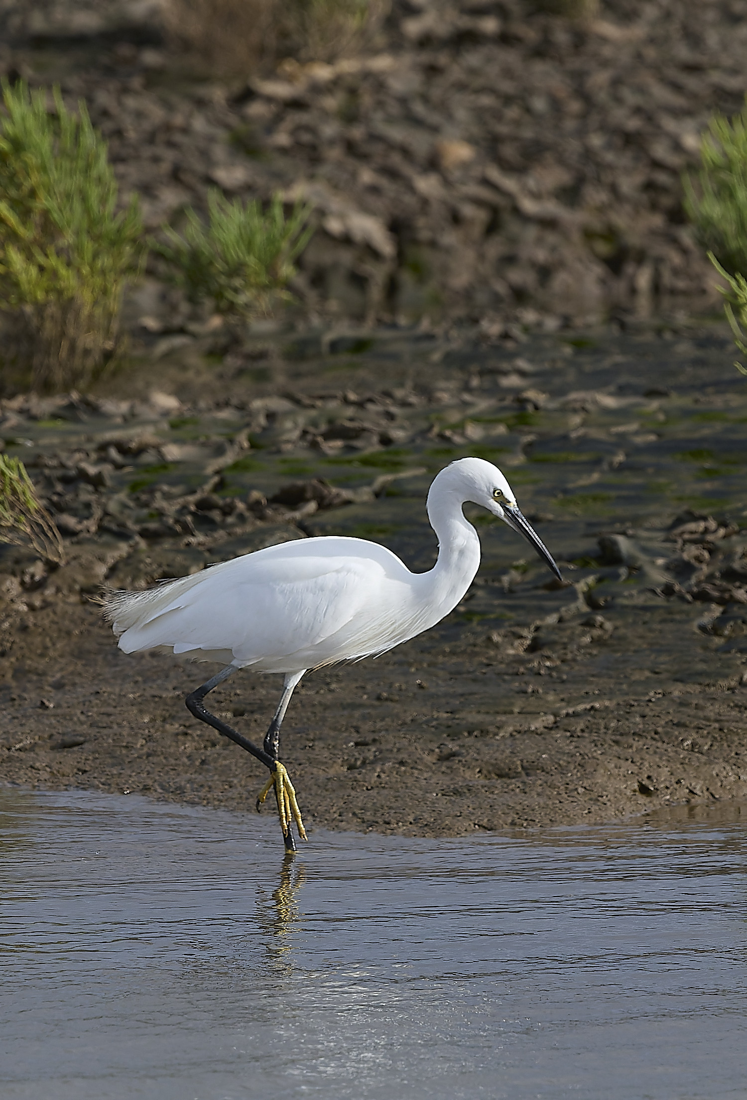 TitchwellLittleEgret180925-2