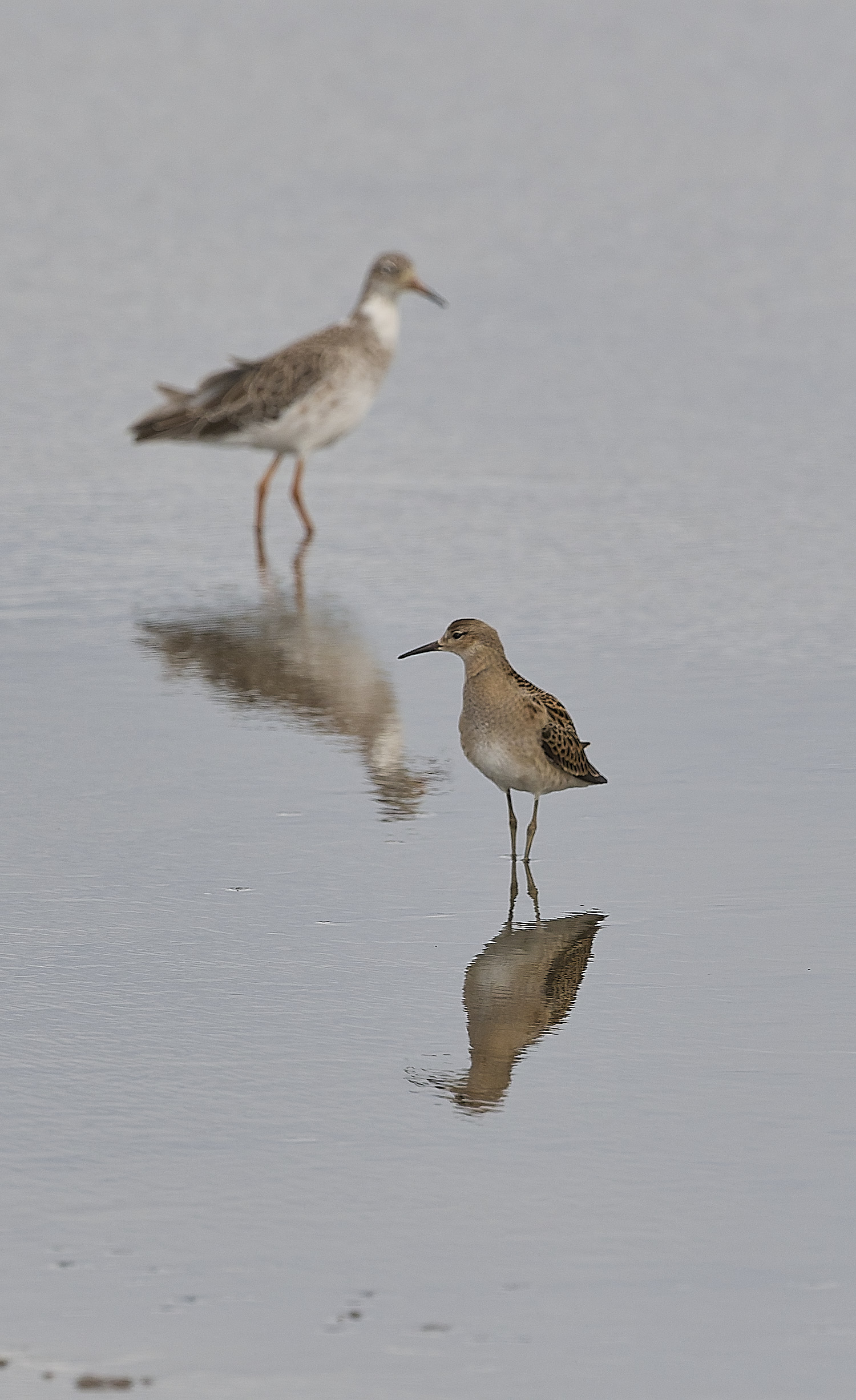 TitchwellRuff180925-1 1