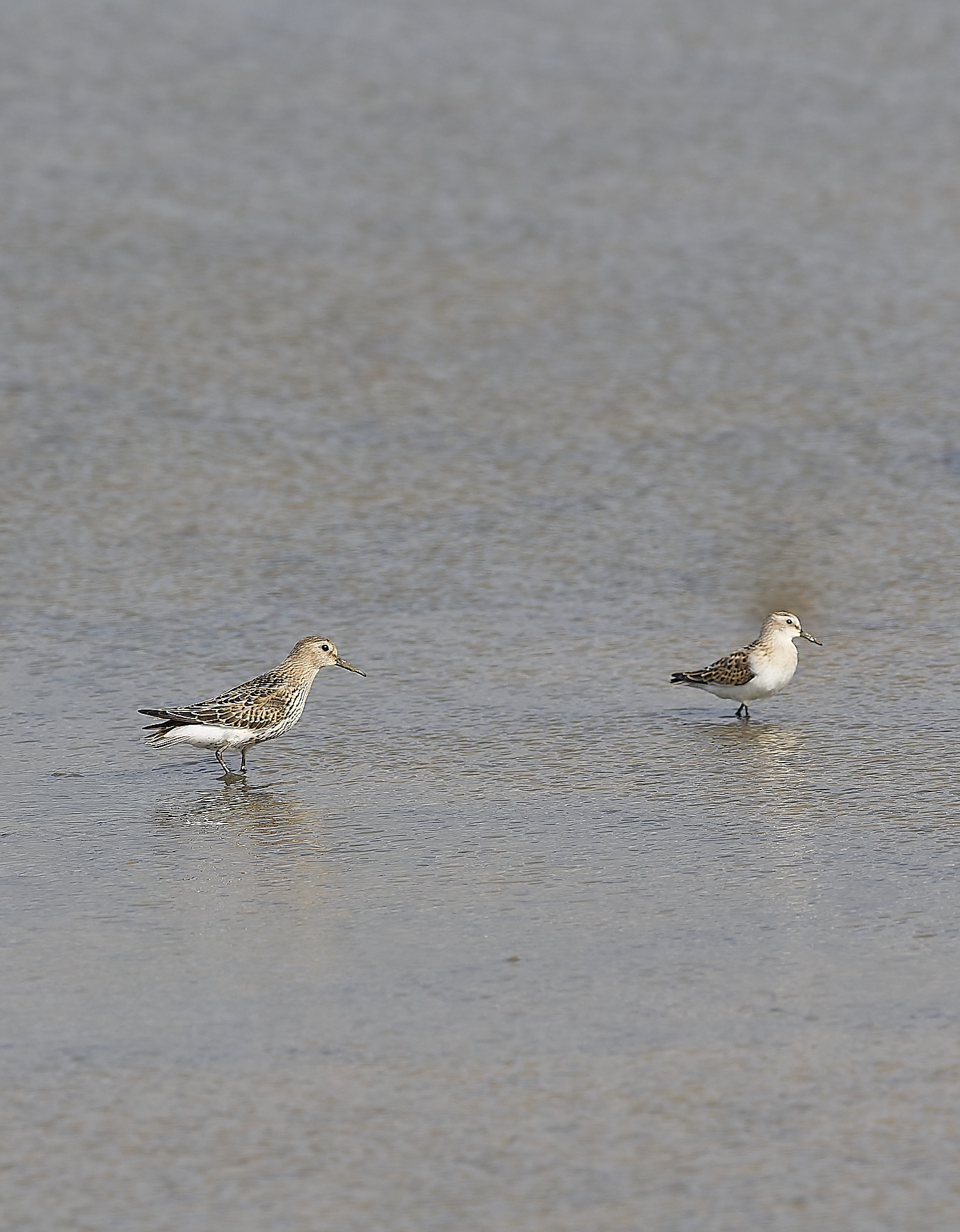 TitchwellRuff180925-4