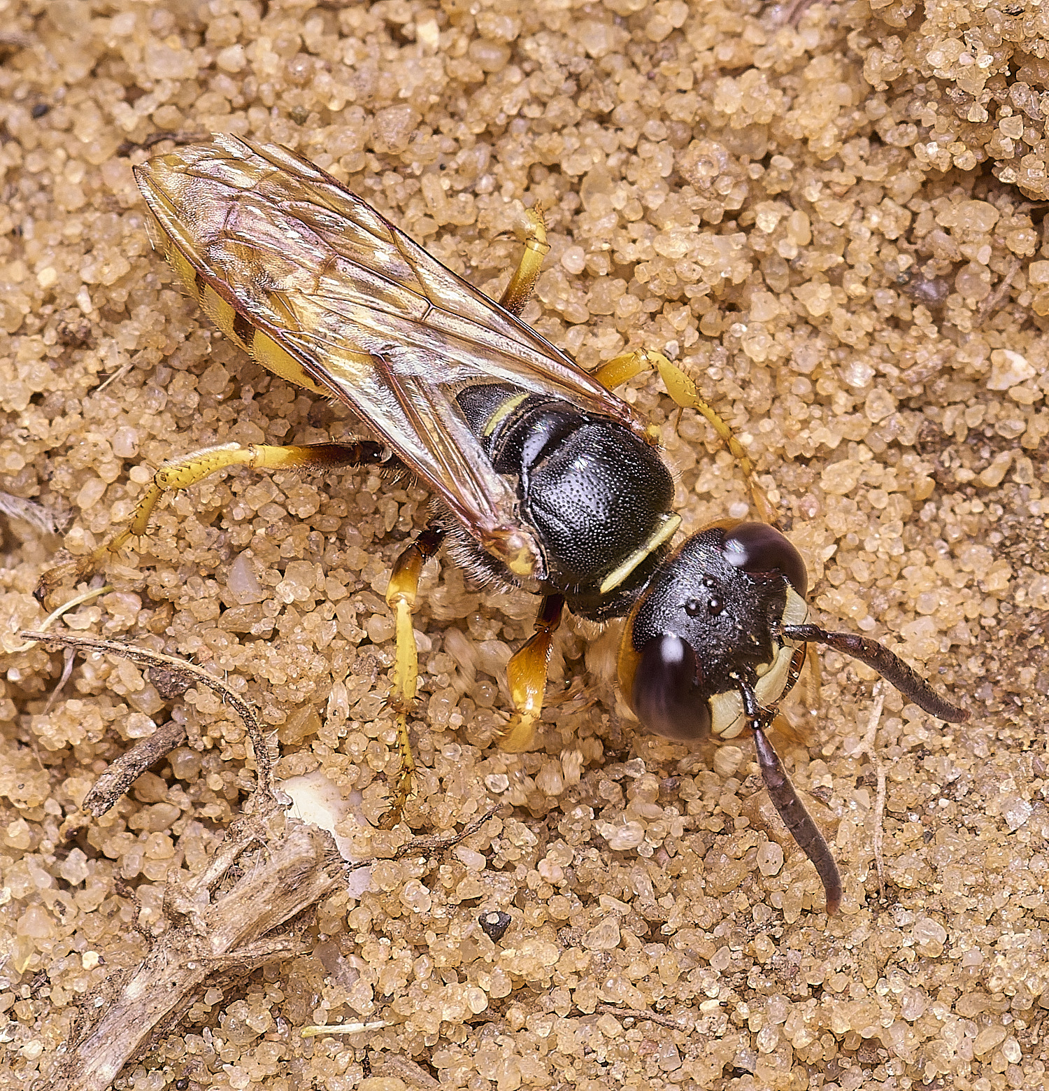 WalseyHillsBeewolf010925-1