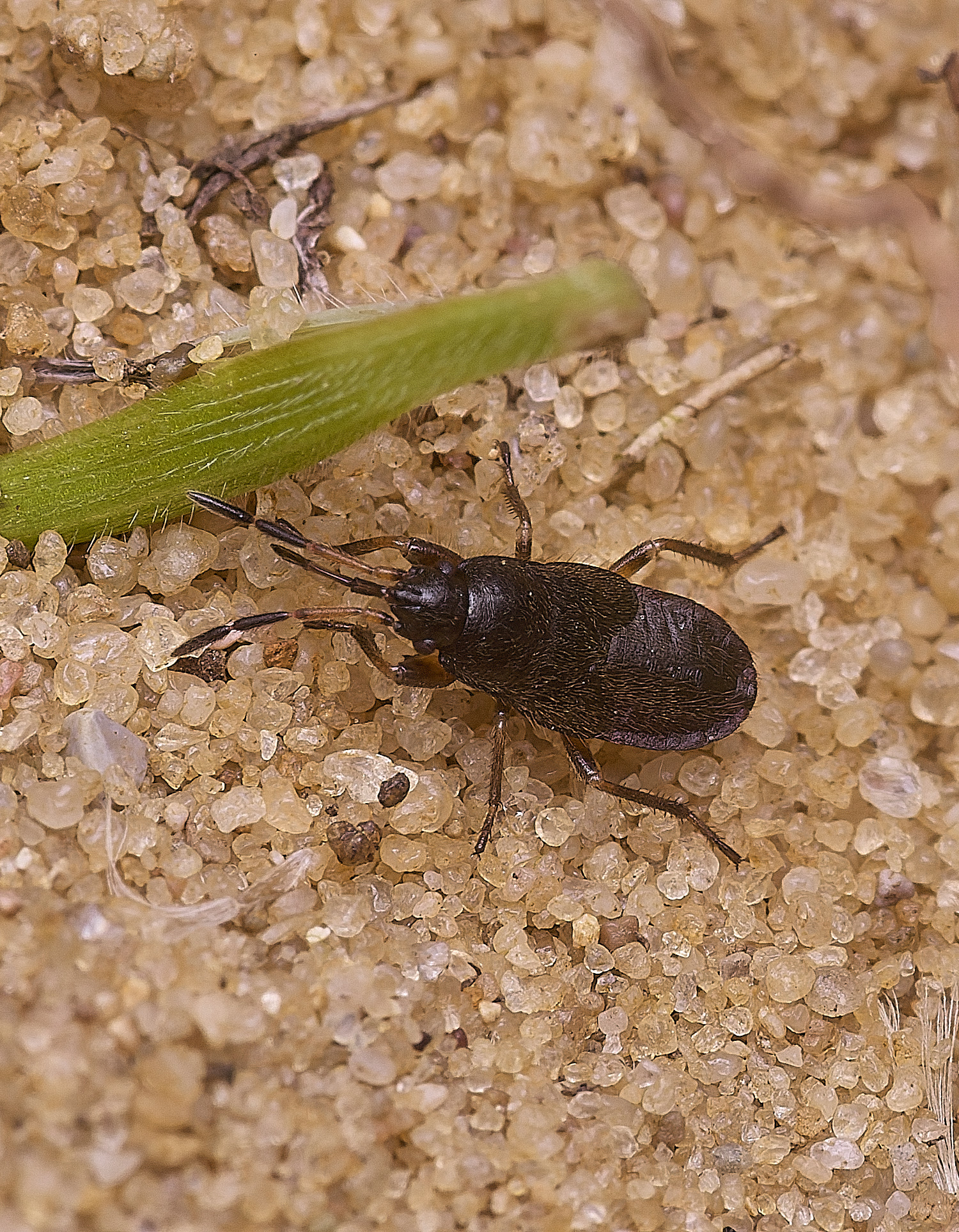 WalseyHillsBugSp010925-1
