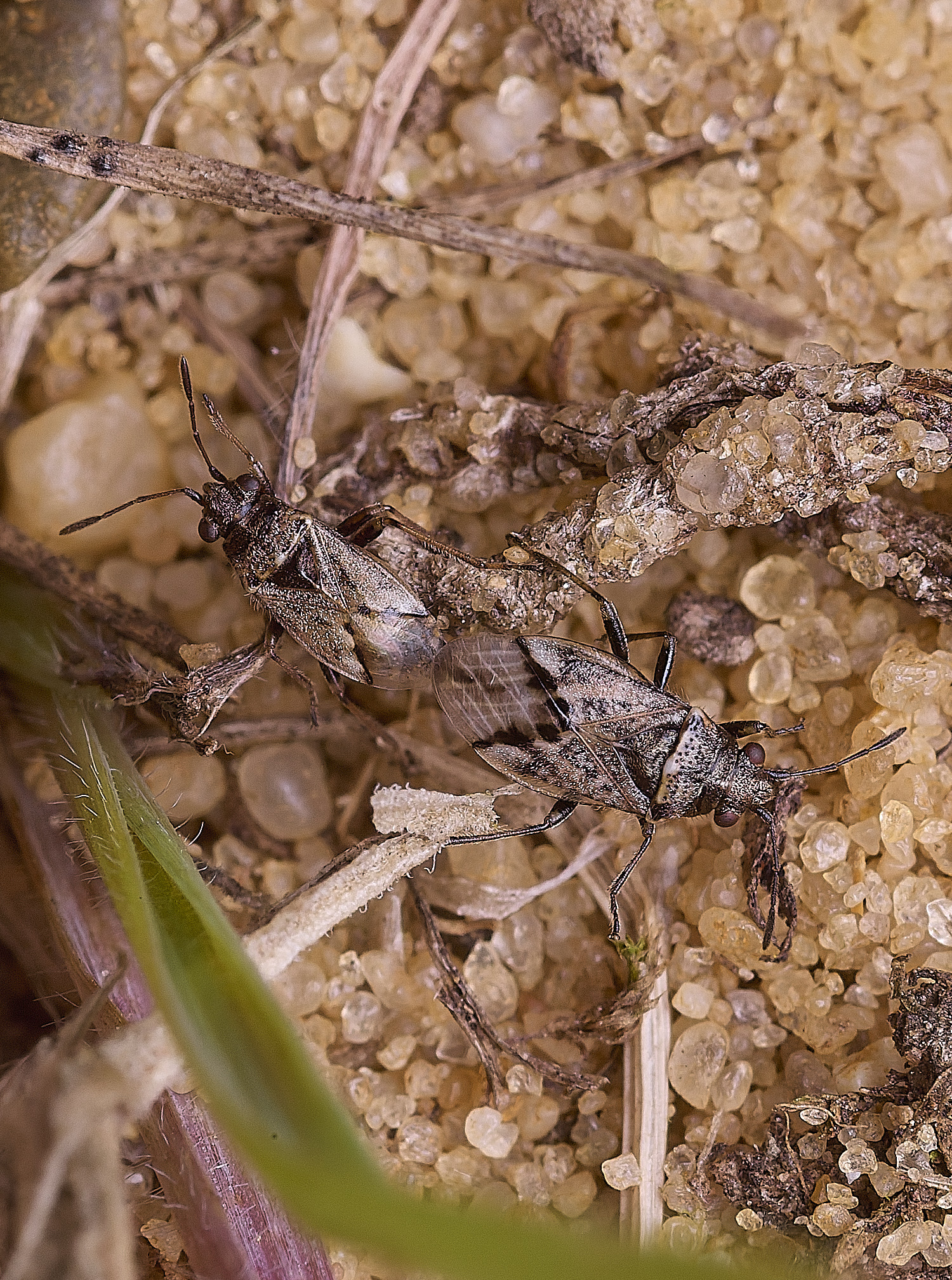 WalseyHillsBugSp2010925-1