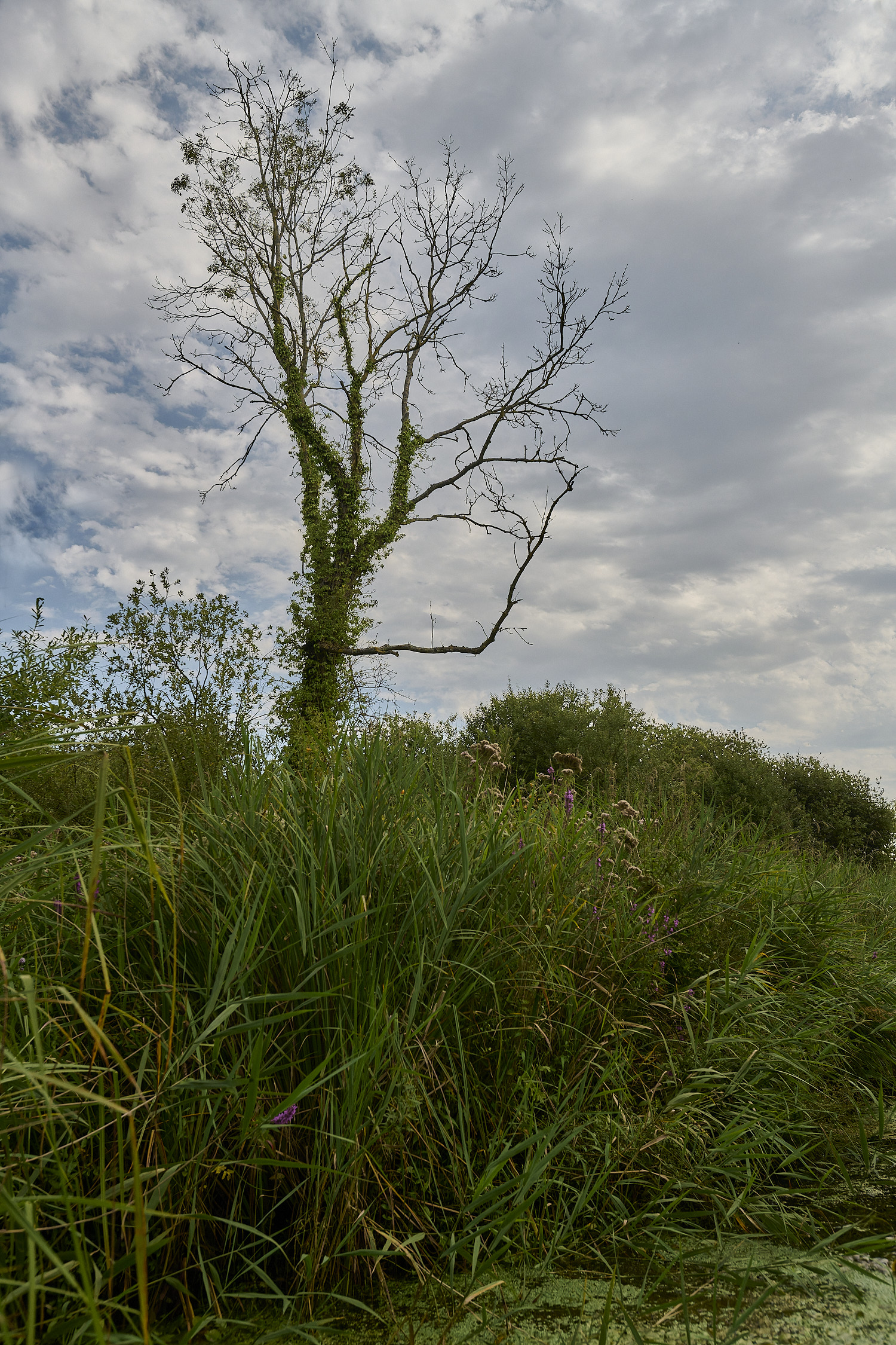 Wheatfen120825-5