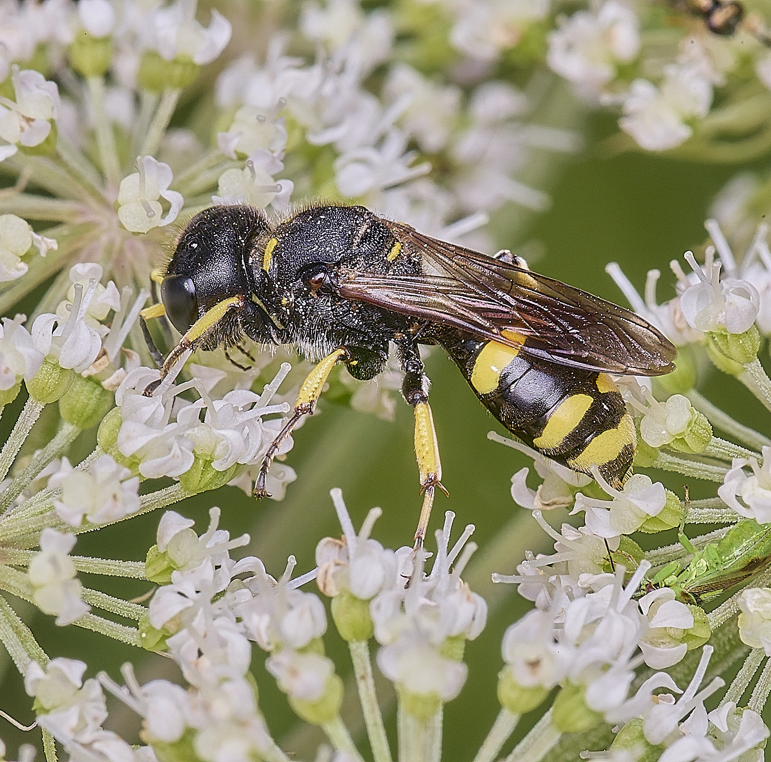 WheatfenCcontinuus120825-1