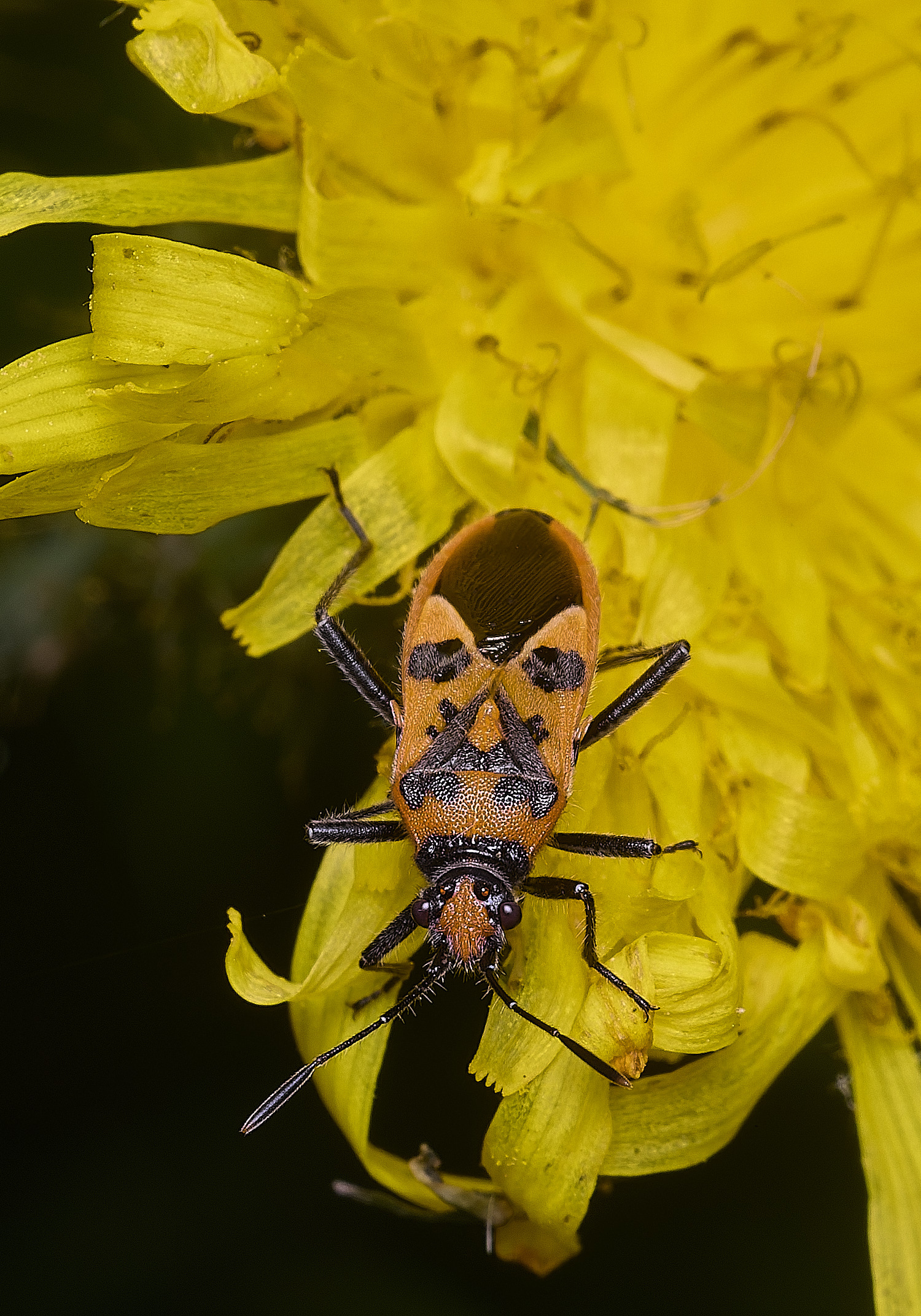 WheatfenCinnamonBug290725-1