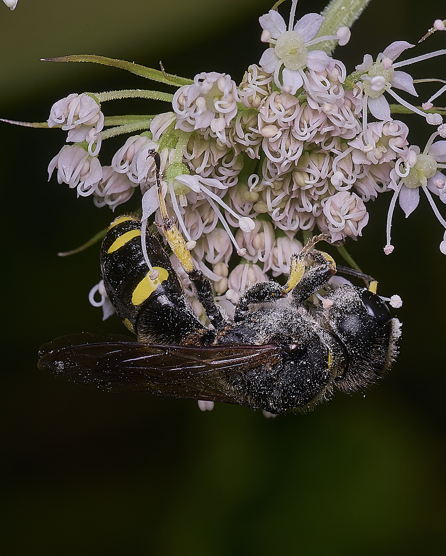WheatfenEcontinuus290725-1