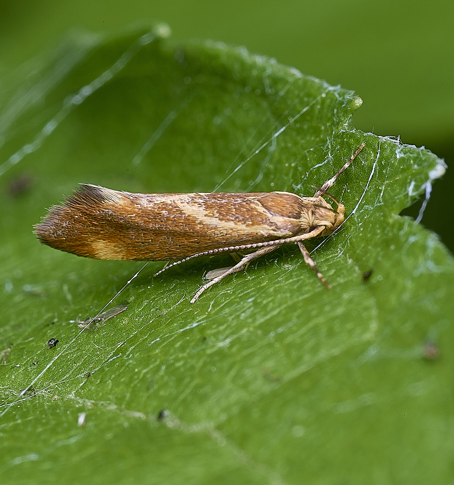 WheatfenMothSp2290725-1