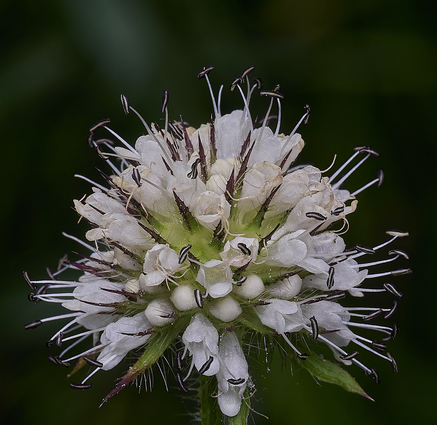 WheatfenSmallTeasel290725-1