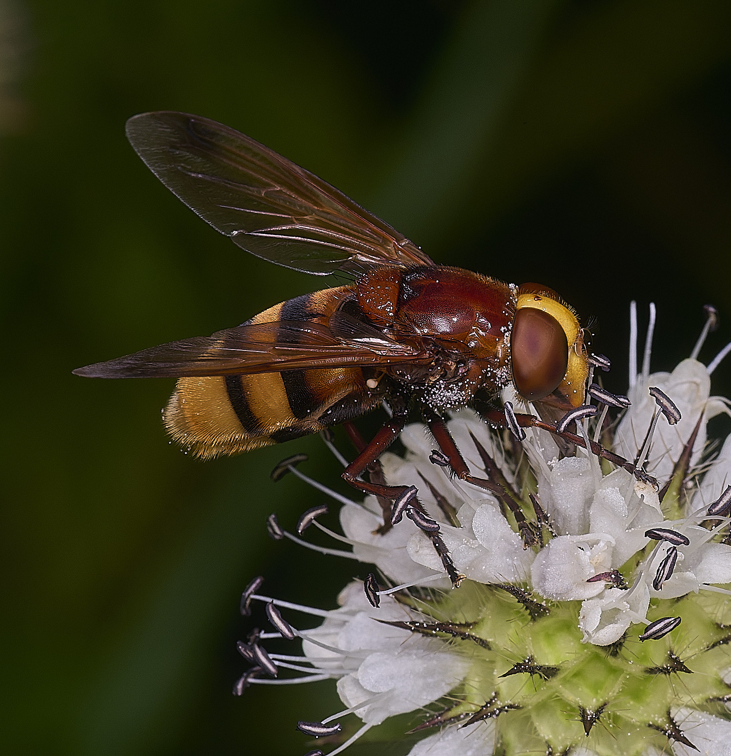 WheatfenVinanis290725-5