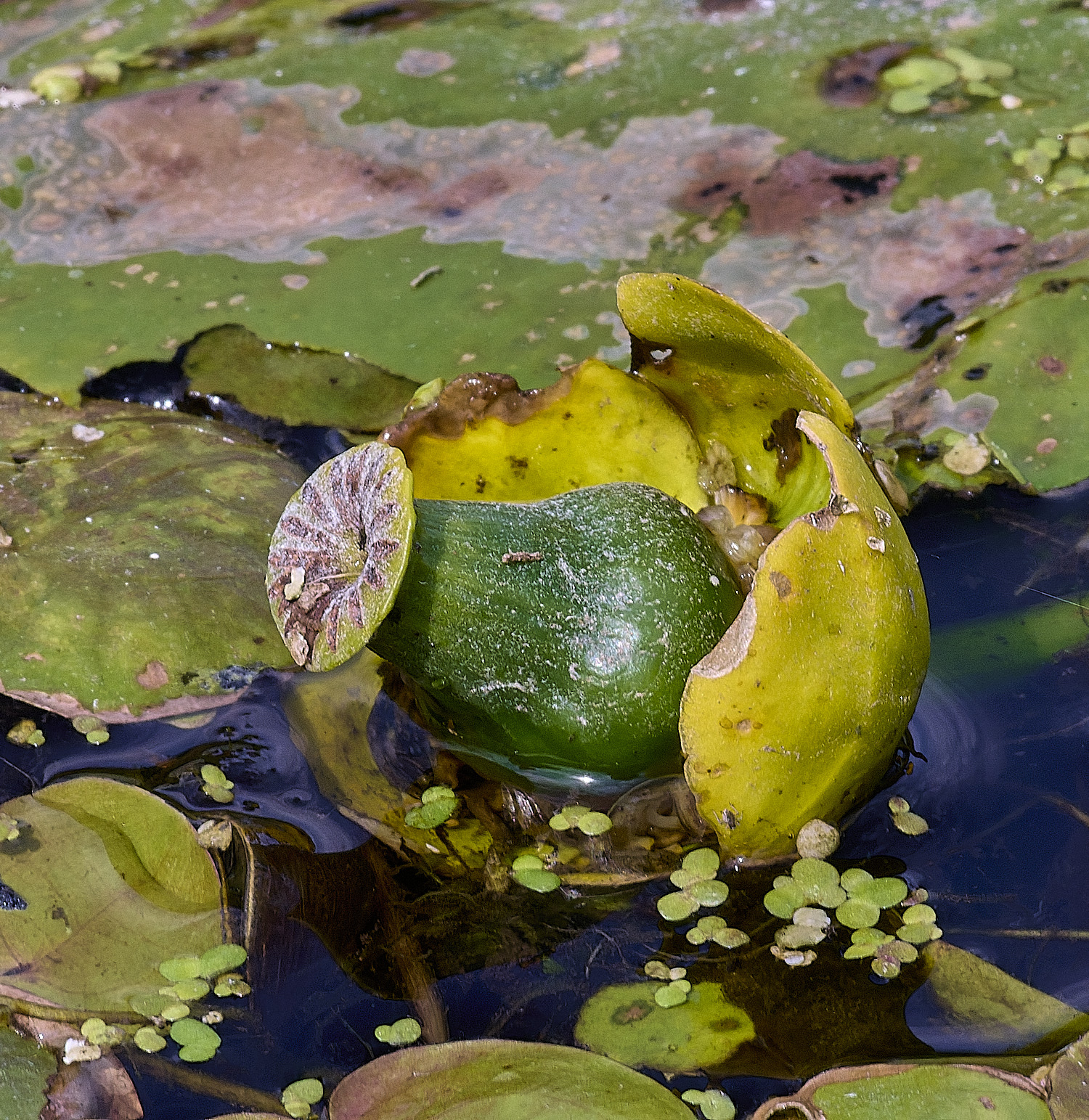 WheatfenYellowWaterLilly120825-1