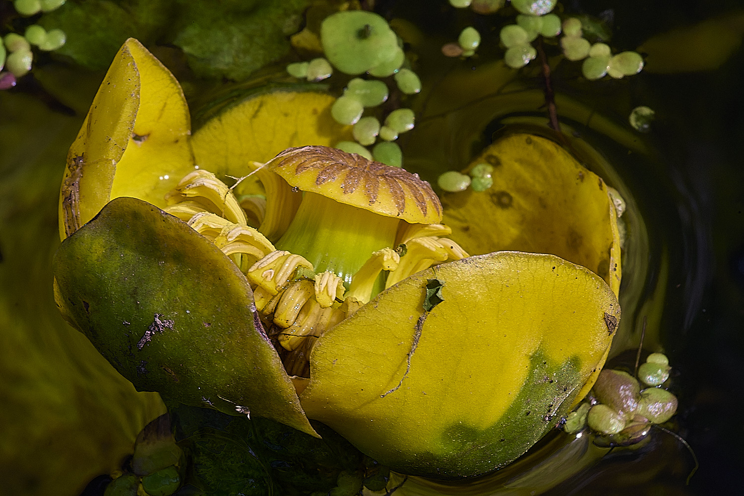 WheatfenYellowWaterLilly120825-4