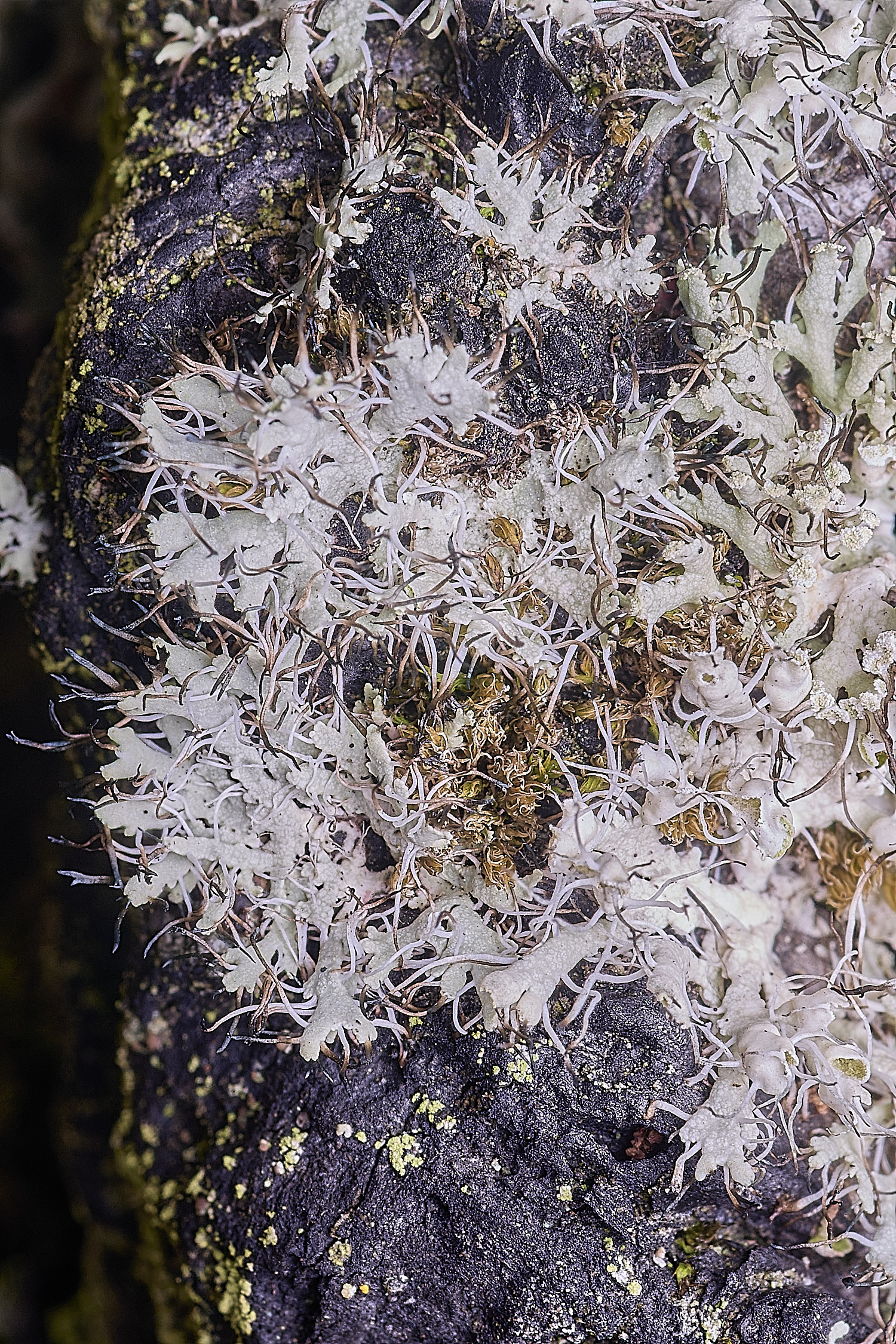 Wintertenella160925-1