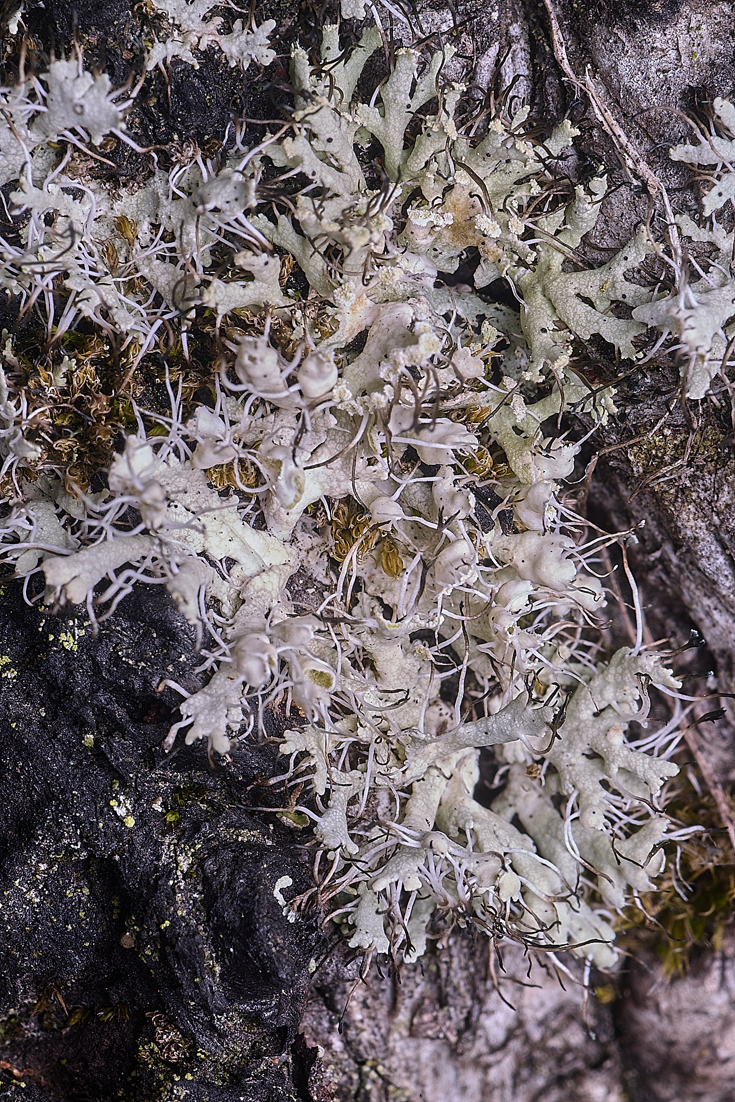 Wintertenella160925-2