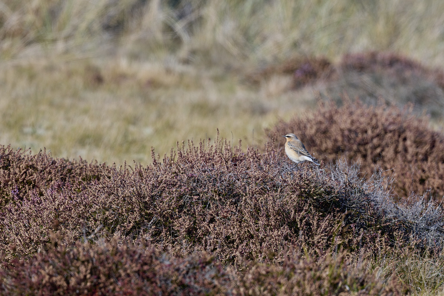 WintertinWheatear290925-1