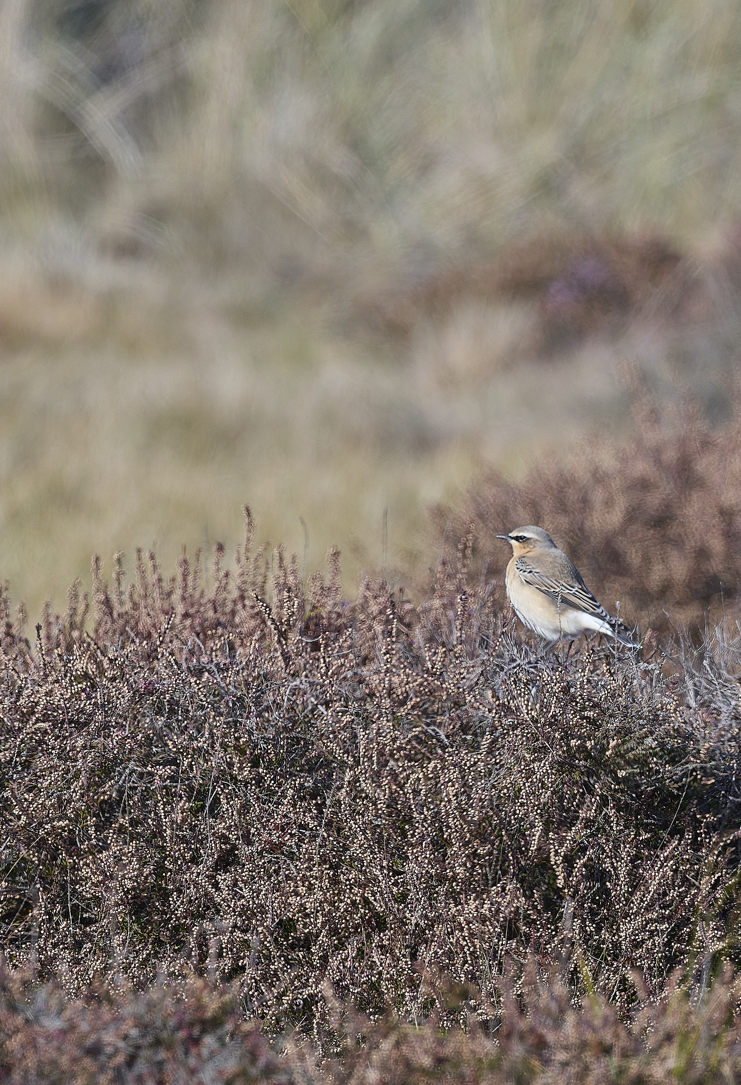WintertinWheatear290925-2