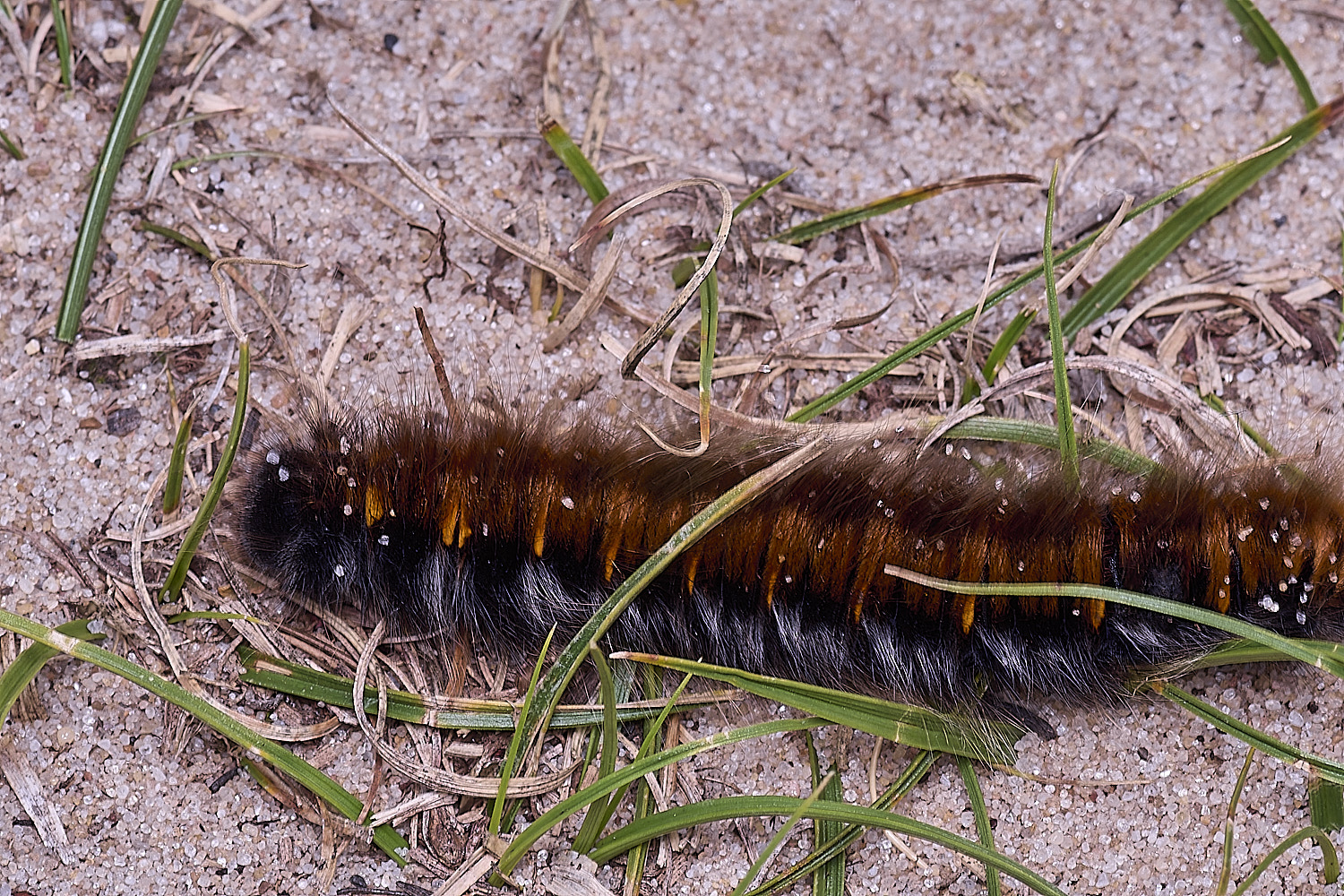 WIntertonCaterpillar160925-1