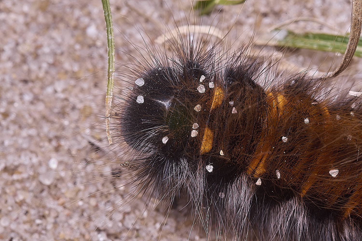 WIntertonCaterpillar160925-2