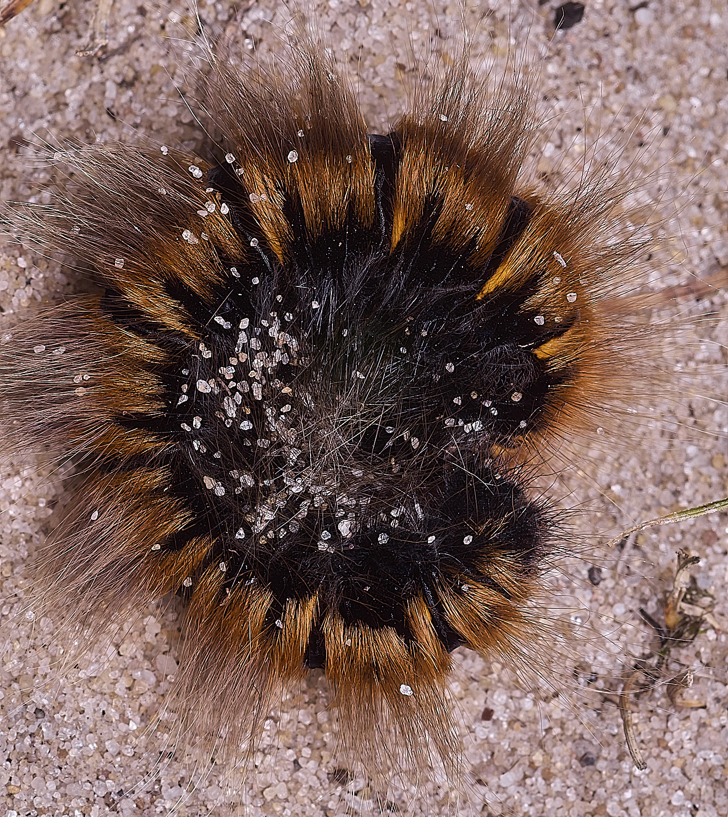 WIntertonCaterpillar160925-3
