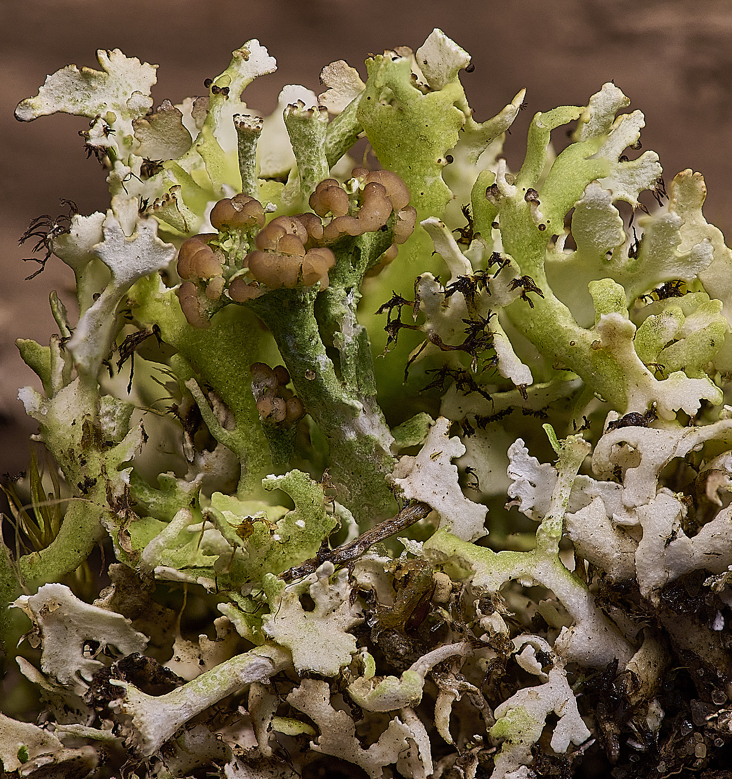 WintertonCholiacea160925-3 1