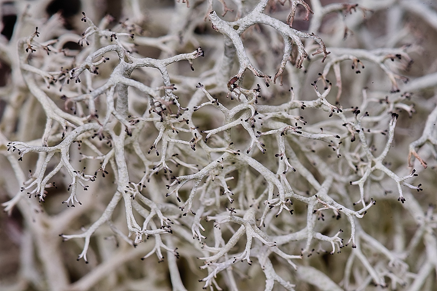 WintertonCladonia1160925-1