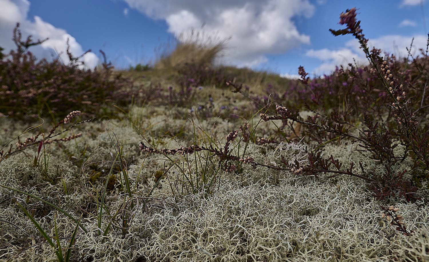WintertonCladonia1160925-2